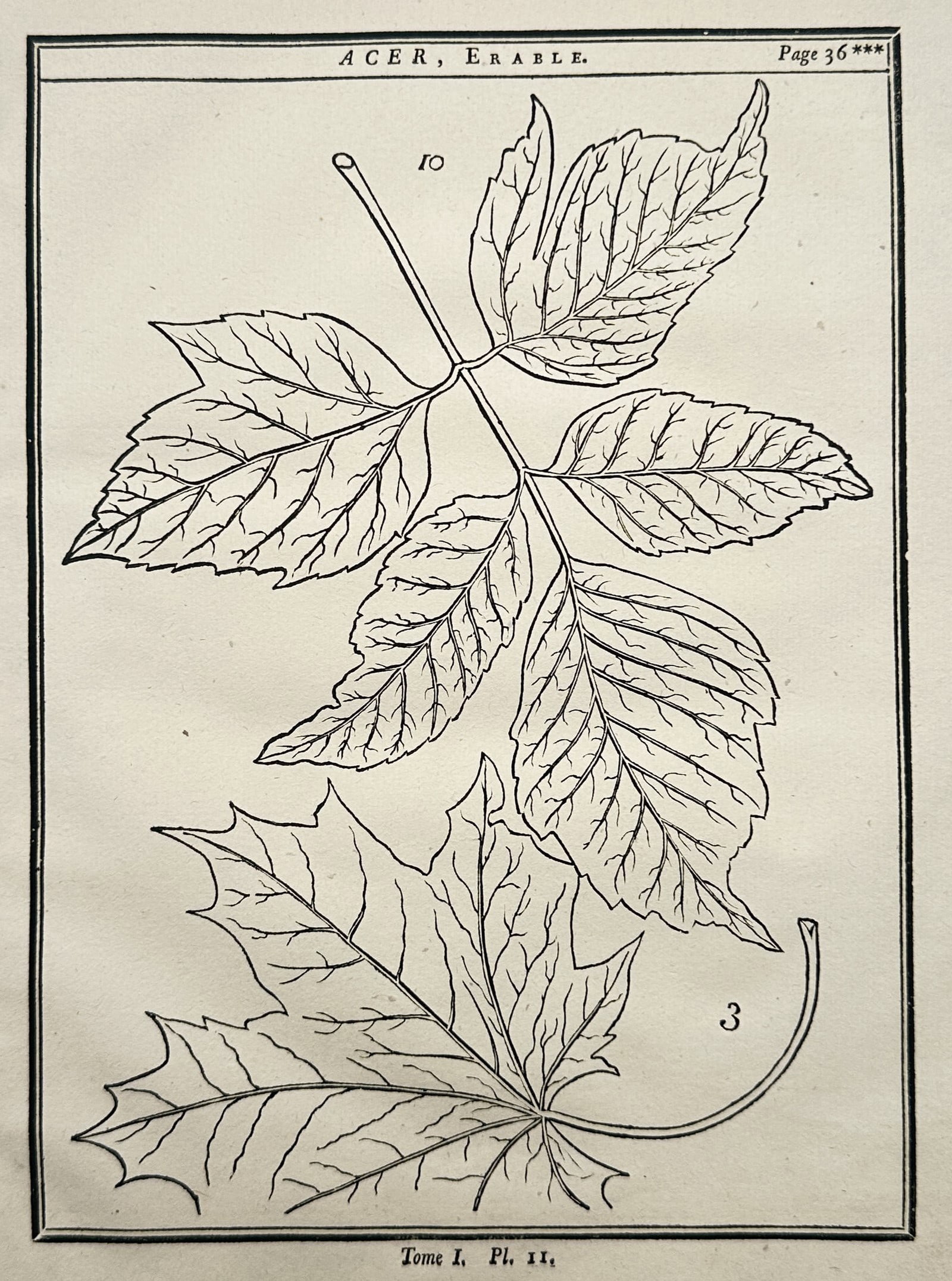 Henri-Louis Duhamel du Monceau (1700–1782) – Botanical Study of Maple Foliage (1 of 2)