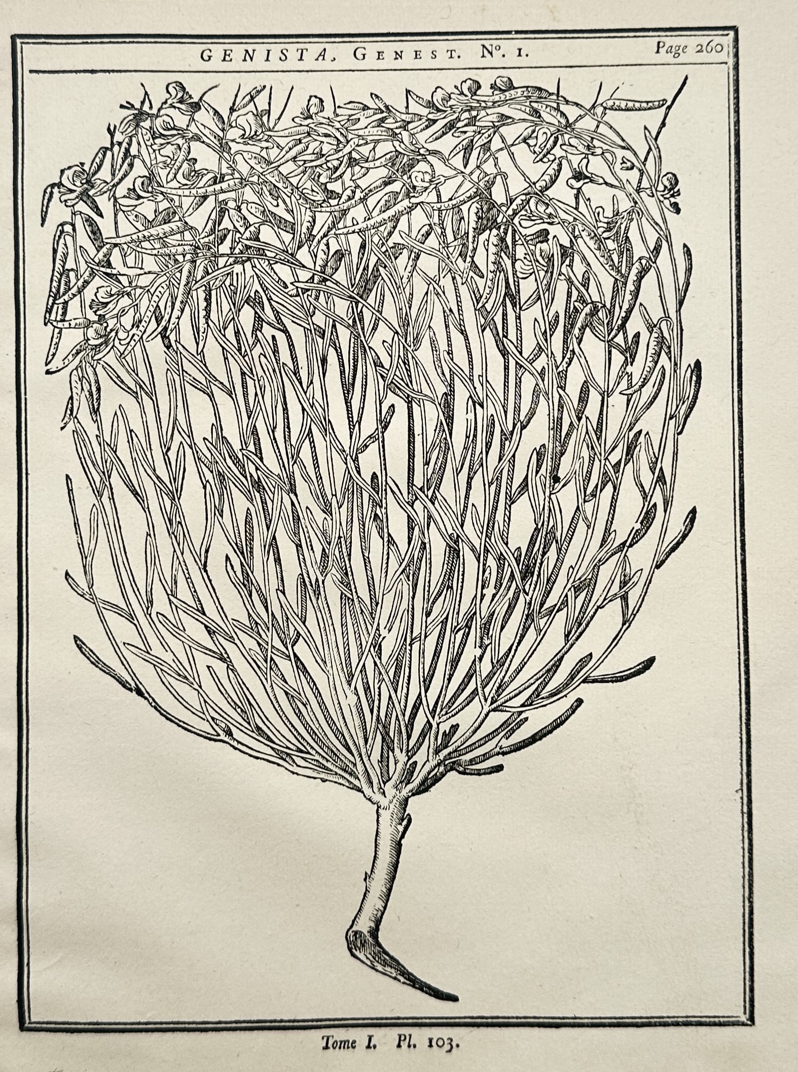 Henri-Louis Duhamel du Monceau (1700–1782) – Botanical Study of Broom Shrub (1 of 2)