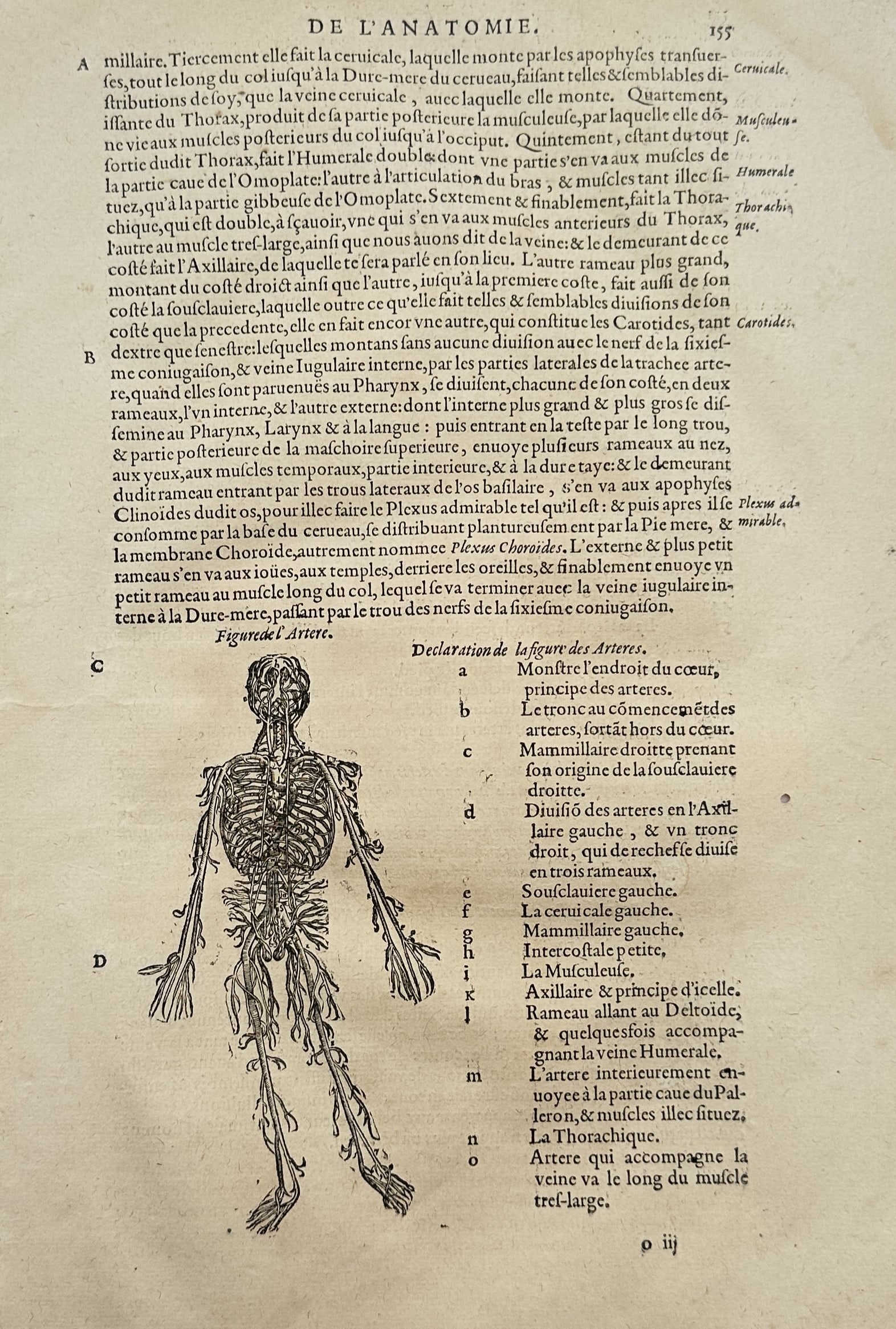 Ambroise Paré (1510–1590) – Anatomical Study of the Human Arterial System – Woodcut (1585) (1 of 2)