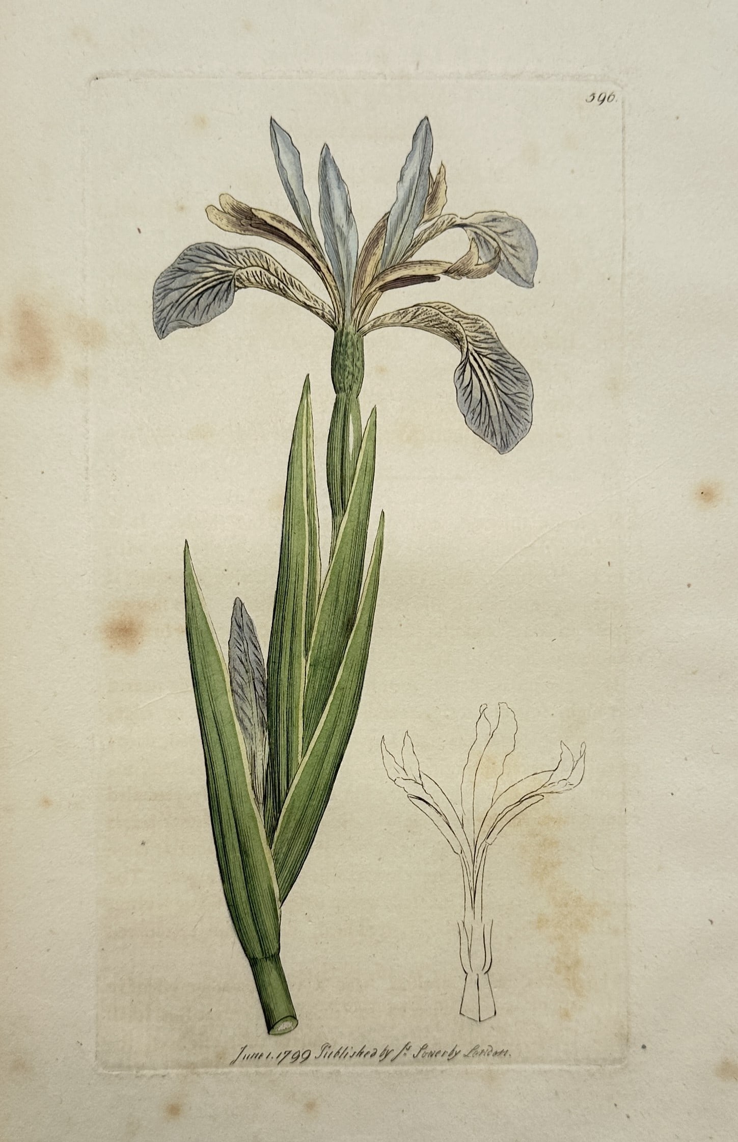 James Sowerby – Botanical Study of an Iris – United Kingdom – Hand-coloured Copper Engraving (1 of 2)