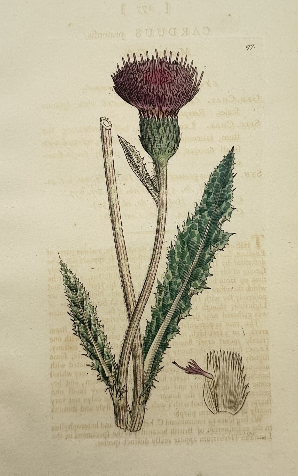James Sowerby – Botanical Study of a Thistle – United Kingdom – Hand-coloured Copper Engraving: "English Botany" presents an individual botanical plate displaying the detailed morphology of a wild thistle plant specimen. The composition features a single flowering stalk rendered vertically again