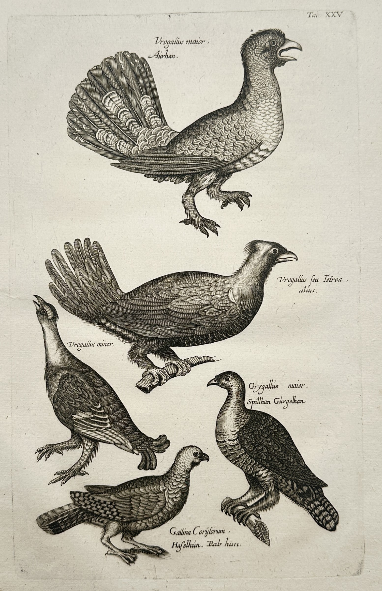 John Jonston – Ornithological Studies of Grouse and Game Birds – Copper Engraving (1650) (1 of 2)