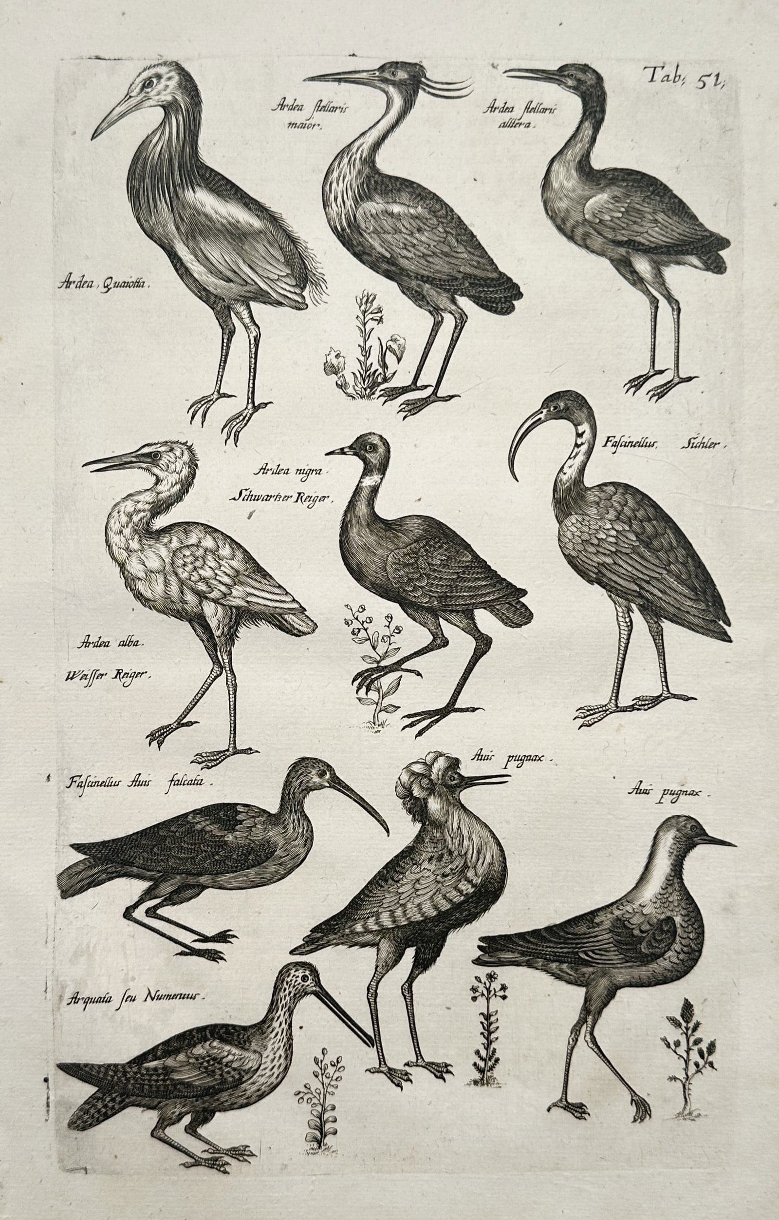 John Jonston – Ornithological Studies of Herons, Ibises, and Wading Birds – Copper Engraving (1 of 2)