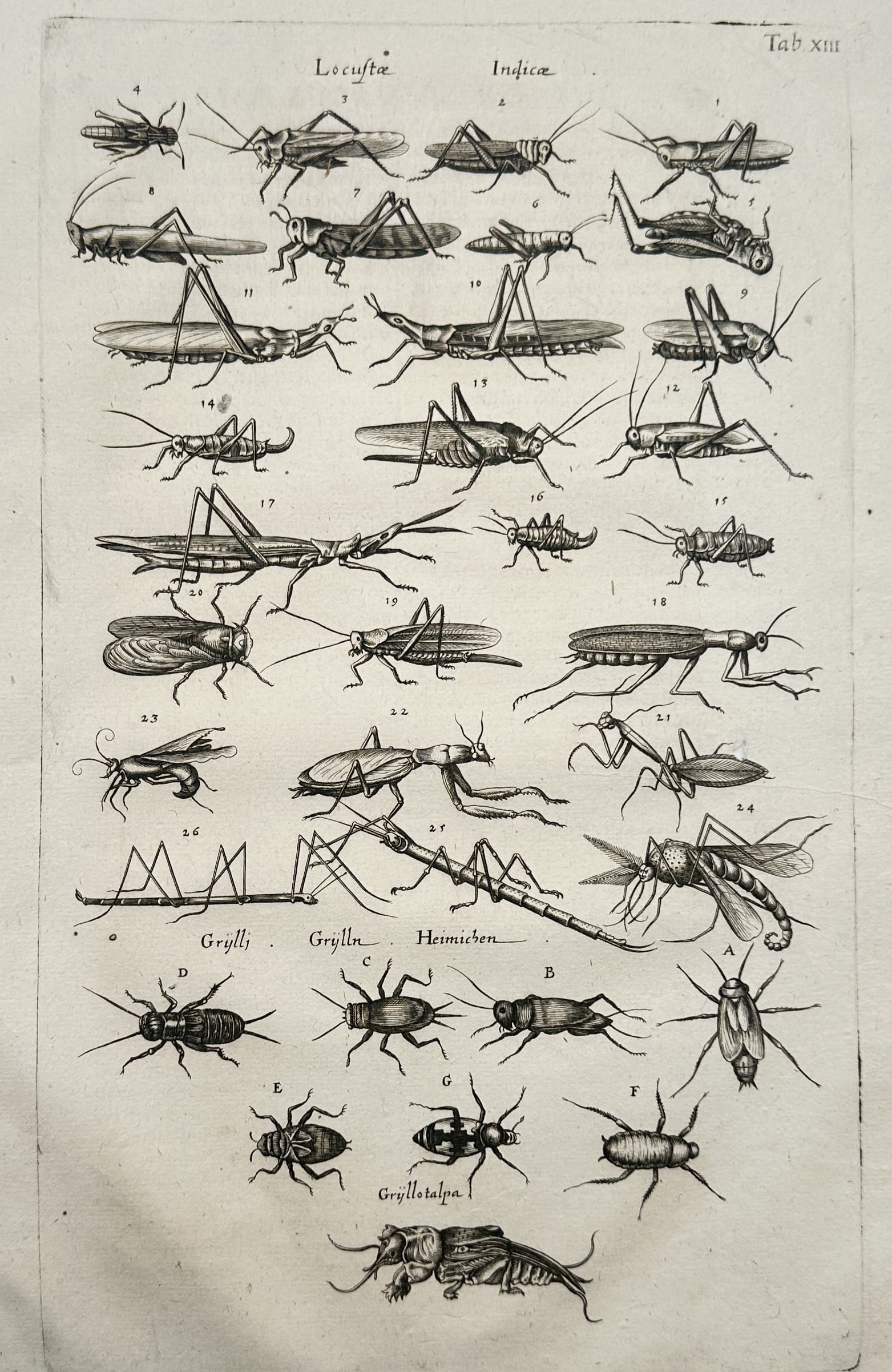 John Jonston – Entomological Studies of Locusts, Crickets, and Beetles – Copper Engraving (1650) (1 of 2)