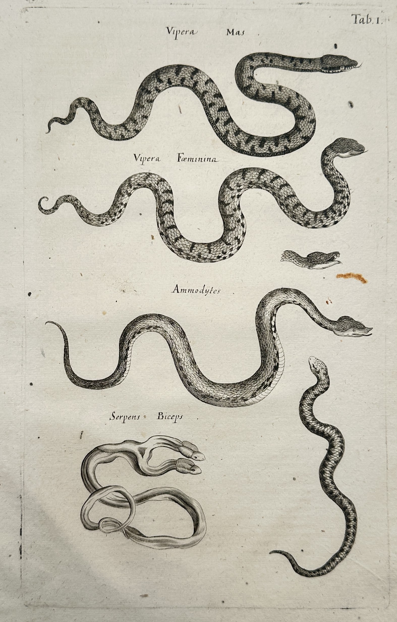John Jonston – Herpetological Studies of Vipers and a Two-Headed Serpent – Copper Engraving (1 of 2)