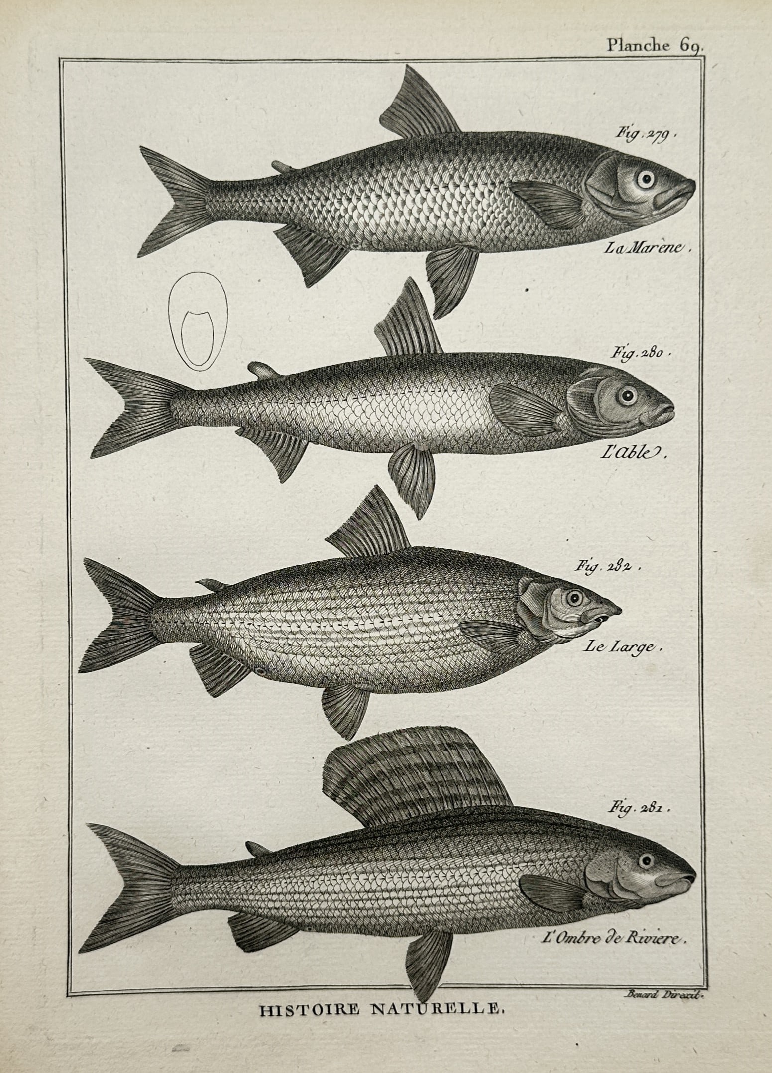 Robert Bénard (1734–c. 1785) – Ichthyological Studies of Whitefish and Grayling – Copper (1 of 2)