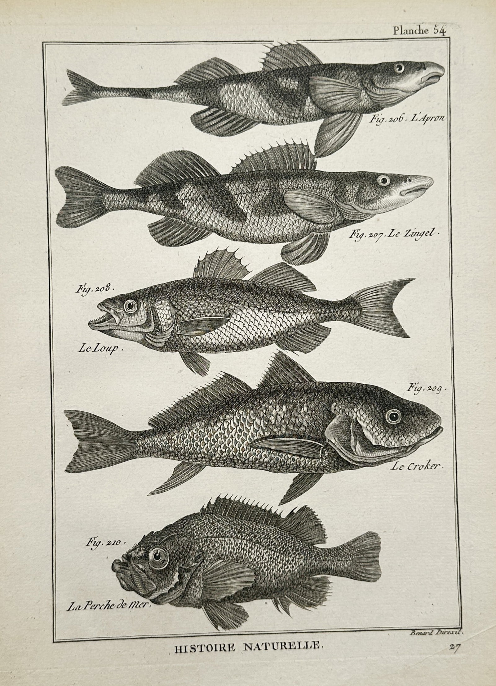 Robert Bénard (1734–c. 1785) – Ichthyological Studies of Perch, Croaker, and Sea Bass (1 of 2)