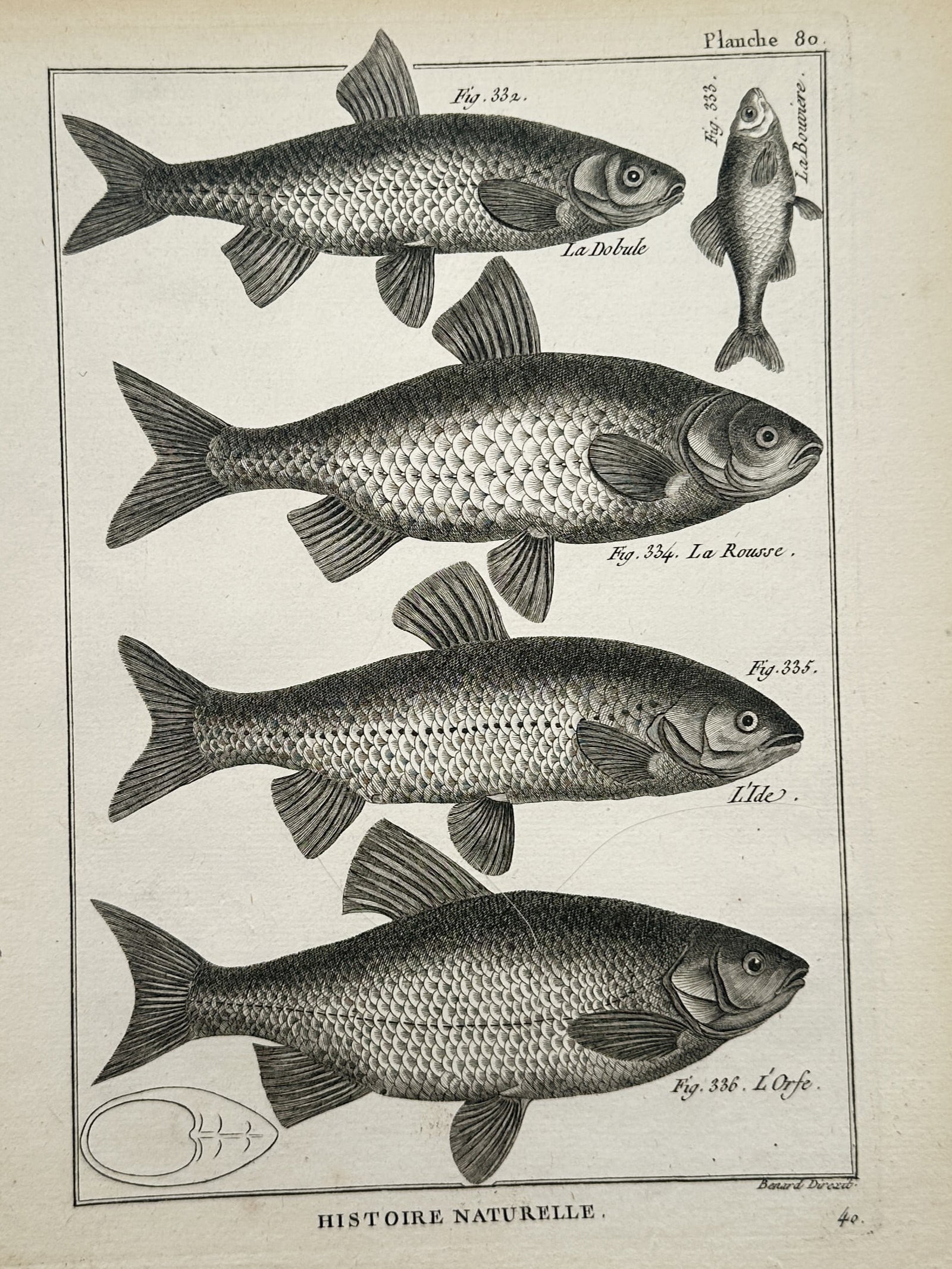 Robert Bénard (1734–c. 1785) – Ichthyological Studies of Cyprinid Fish Species – Copper (1 of 2)