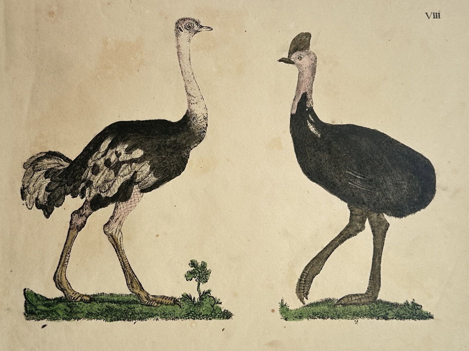 Friedrich Johann Justin Bertuch – Ornithological Studies of an Ostrich and a Cassowary (1 of 2)