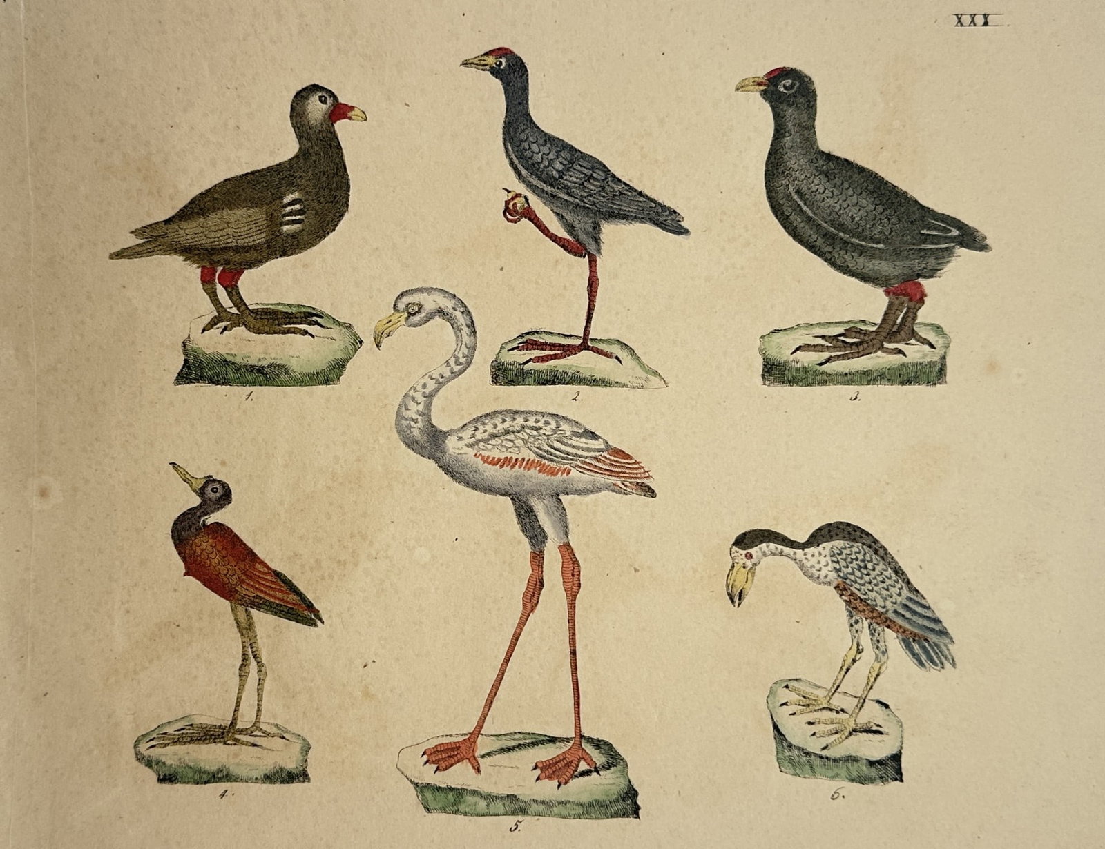 Friedrich Johann Justin Bertuch – Ornithological Studies of a Flamingo, Waterhens, and Wading (1 of 2)