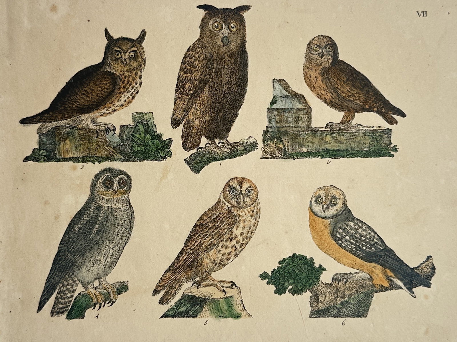 Friedrich Johann Justin Bertuch – Ornithological Studies of Owls – Hand-coloured Copper (1 of 2)