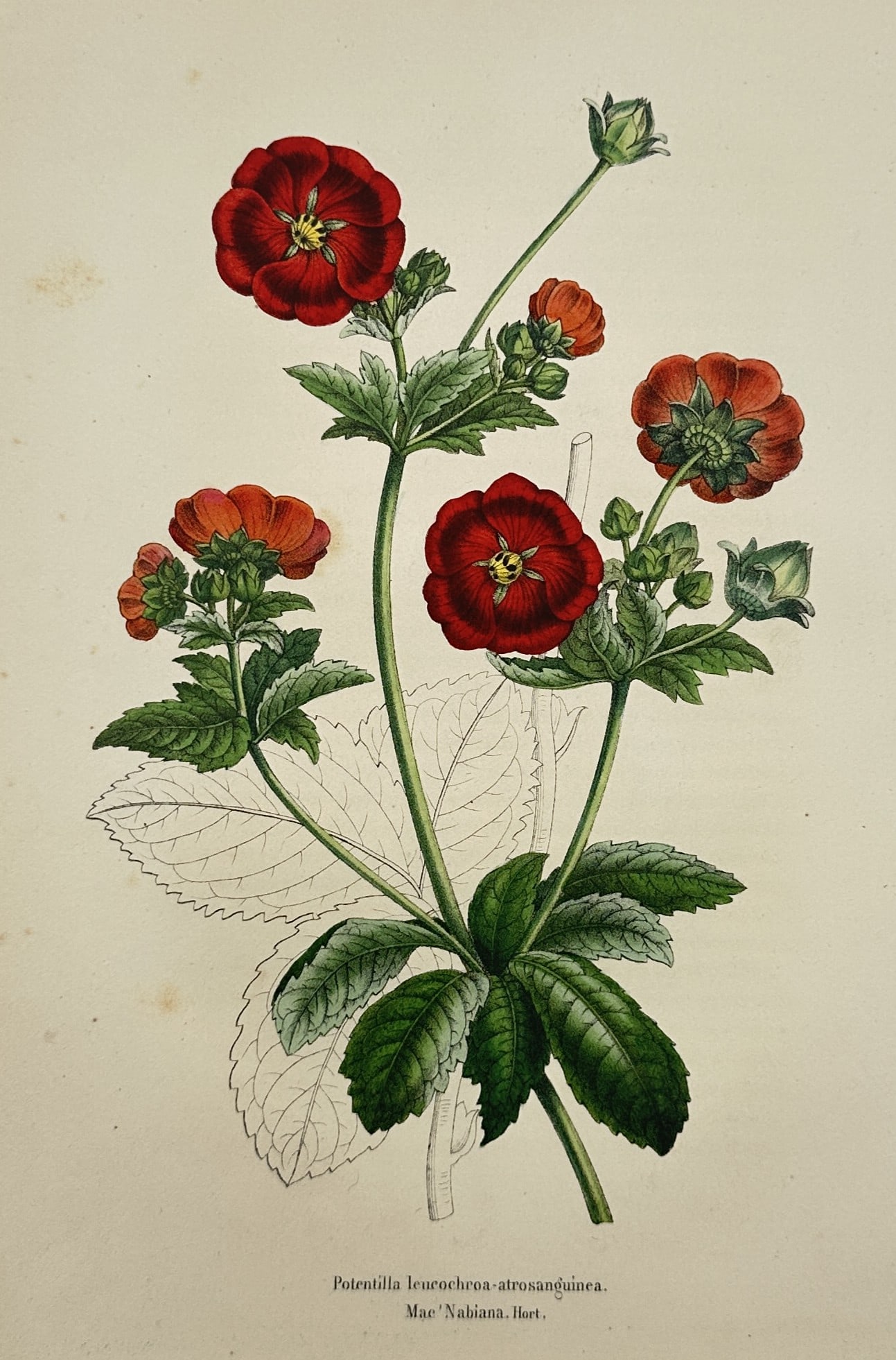 Charles Morren – Botanical Study of Cinquefoil – Belgium – Hand-coloured Lithograph (c. 1850) (1 of 2)