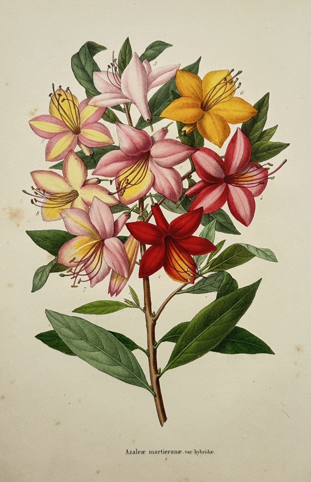 Charles Morren – Botanical Study of Azaleas – Belgium – Hand-coloured Lithograph (c. 1850) (1 of 2)