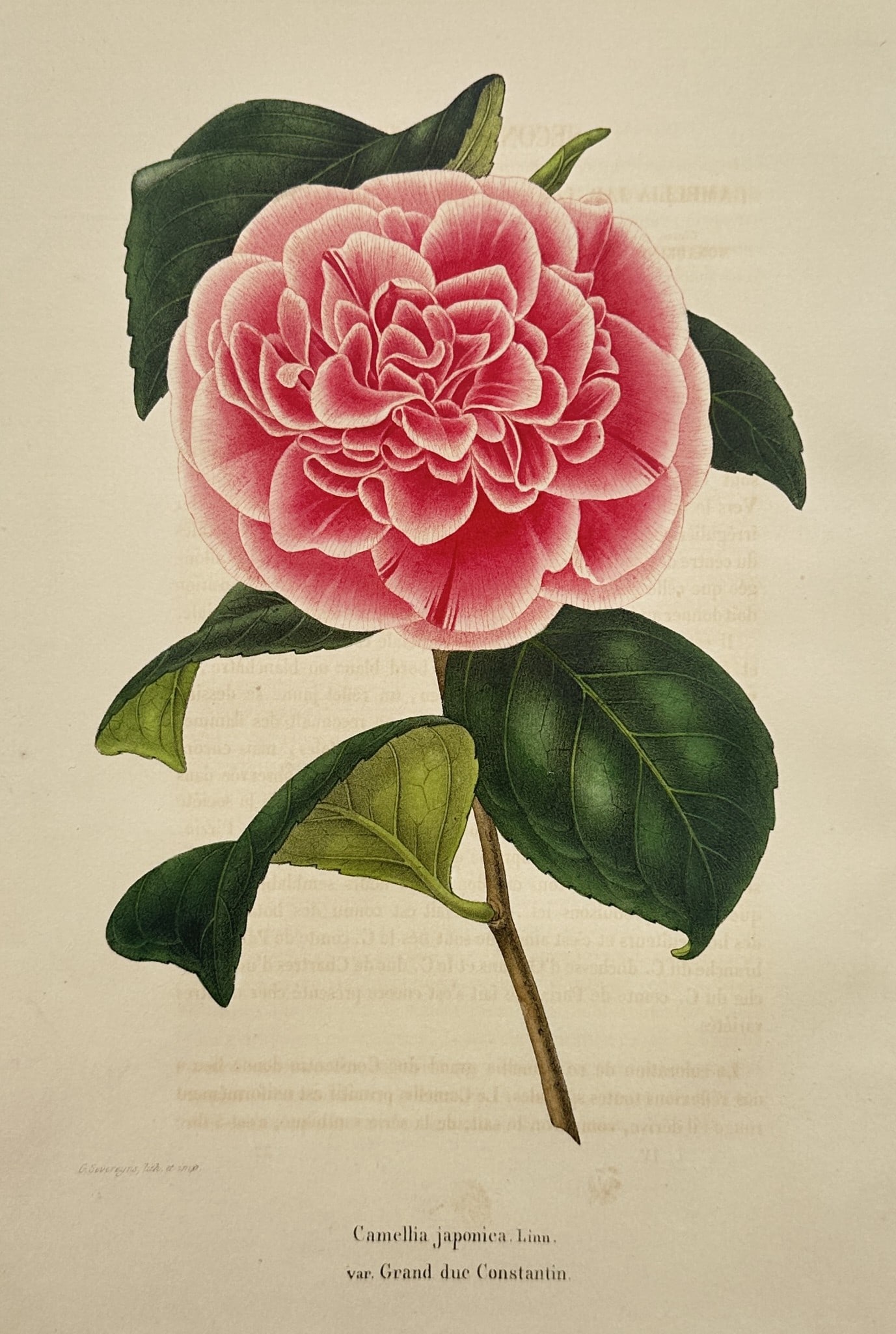 Charles Morren – Botanical Study of a Camellia – Belgium – Hand-coloured Lithograph (c. 1850) (1 of 2)