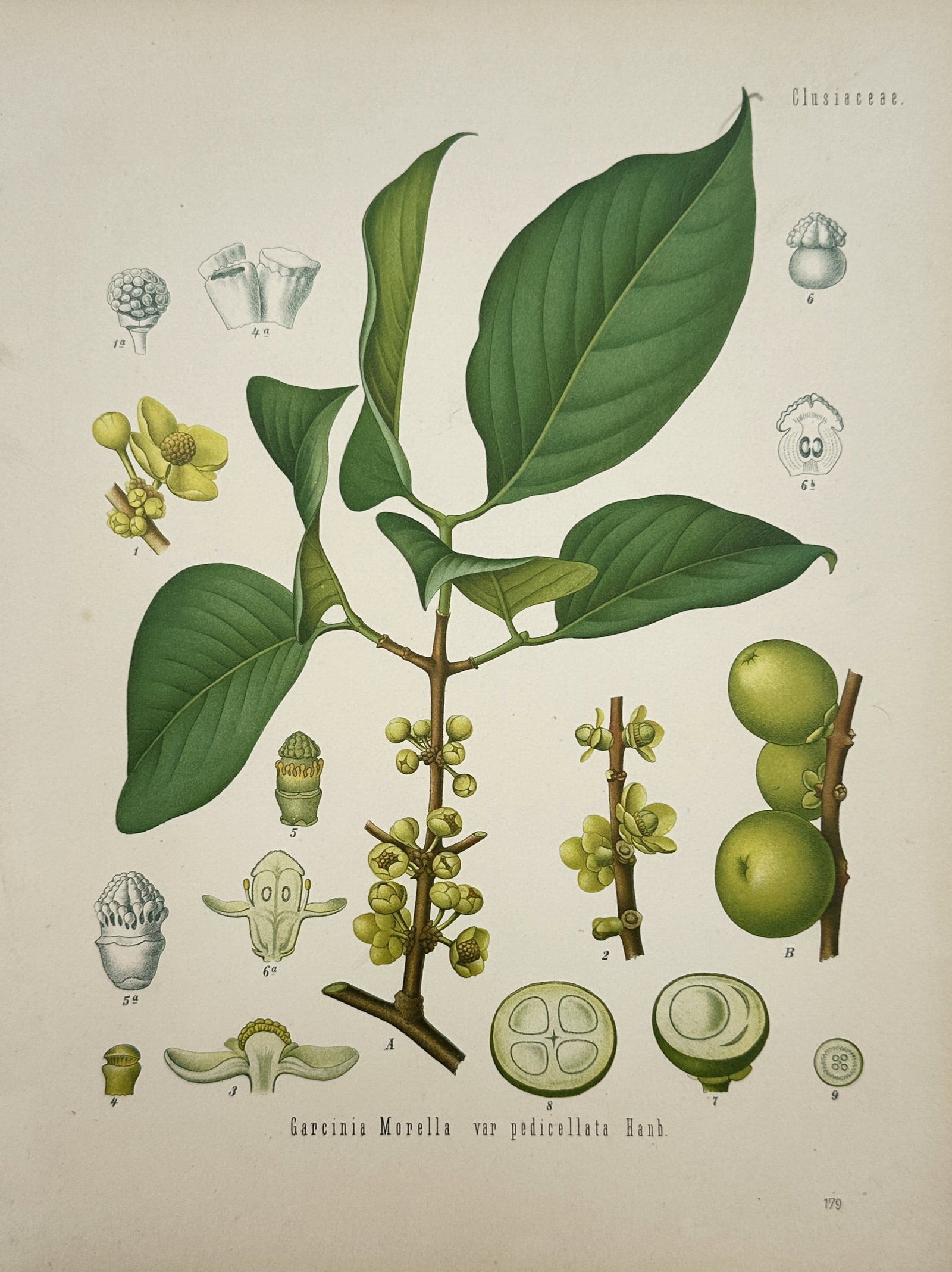 Hermann Adolph Köhler – Botanical Study of Garcinia Morella – Germany – Chromolithograph (1 of 2)
