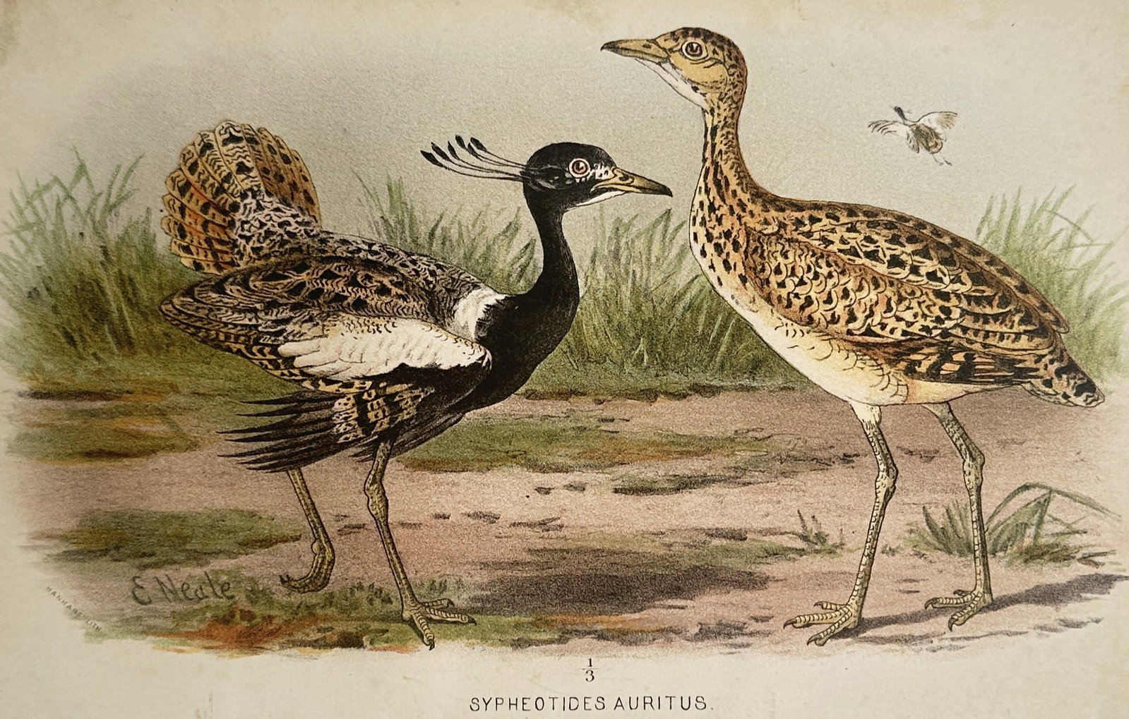 William Foster – Ornithological Studies of the Lesser Florican – United Kingdom – (1 of 2)