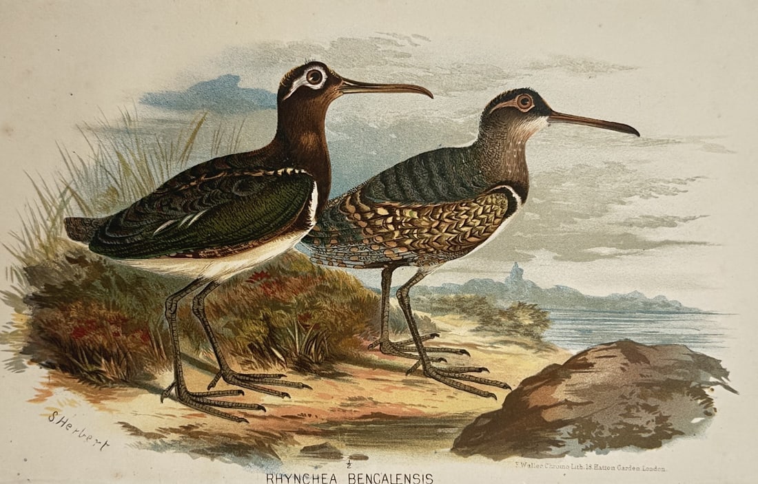 Miss M. Herbert – Ornithological Studies of the Greater Painted-Snipe – United Kingdom (1 of 2)