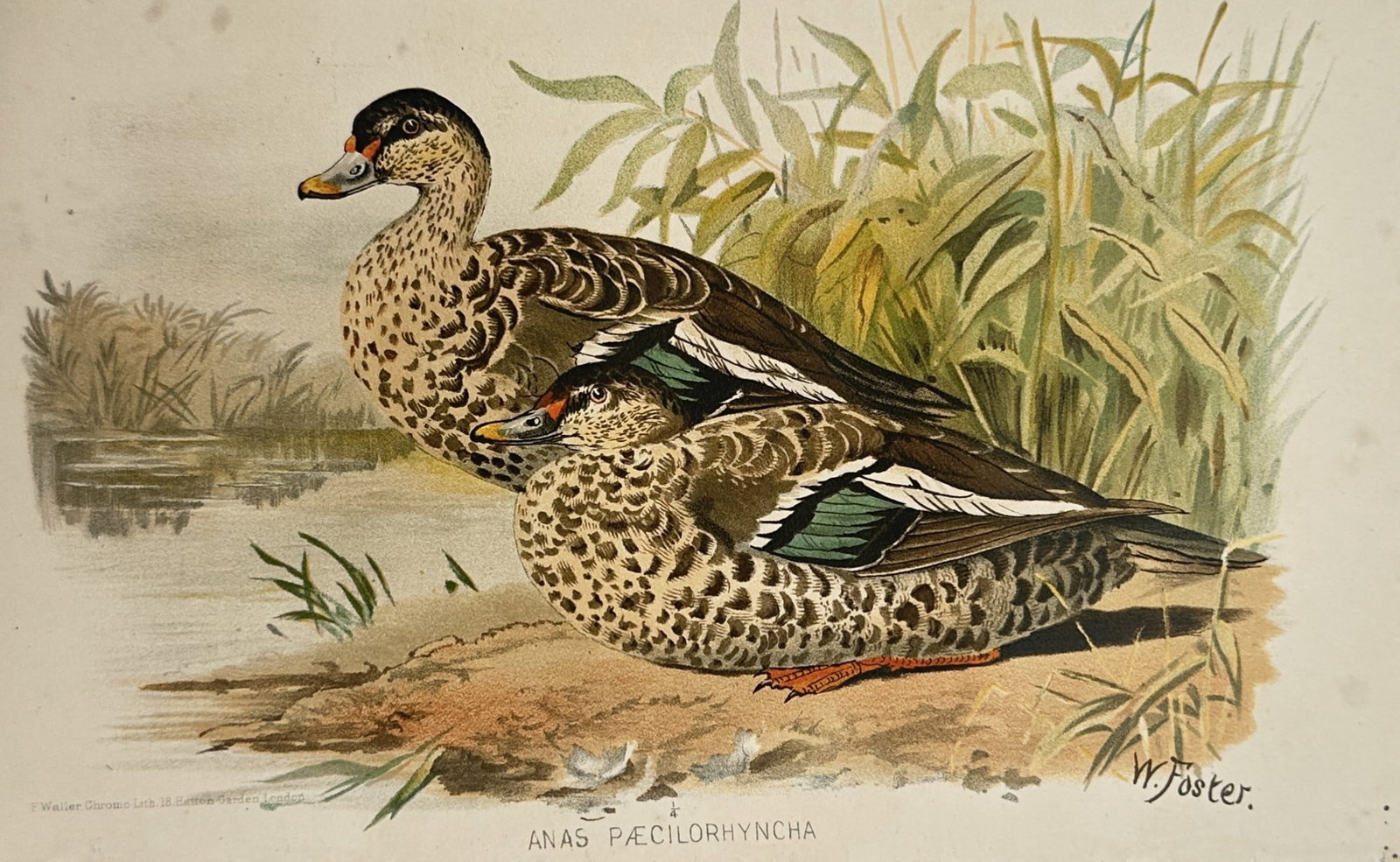 William Foster – Ornithological Studies of the Indian Spot-Billed Duck – United Kingdom: "The Game Birds of India, Burmah, and Ceylon" presents an individual ornithological plate displaying two spot-billed duck specimens, scientifically identified as Anas poecilorhyncha. The wetland compo