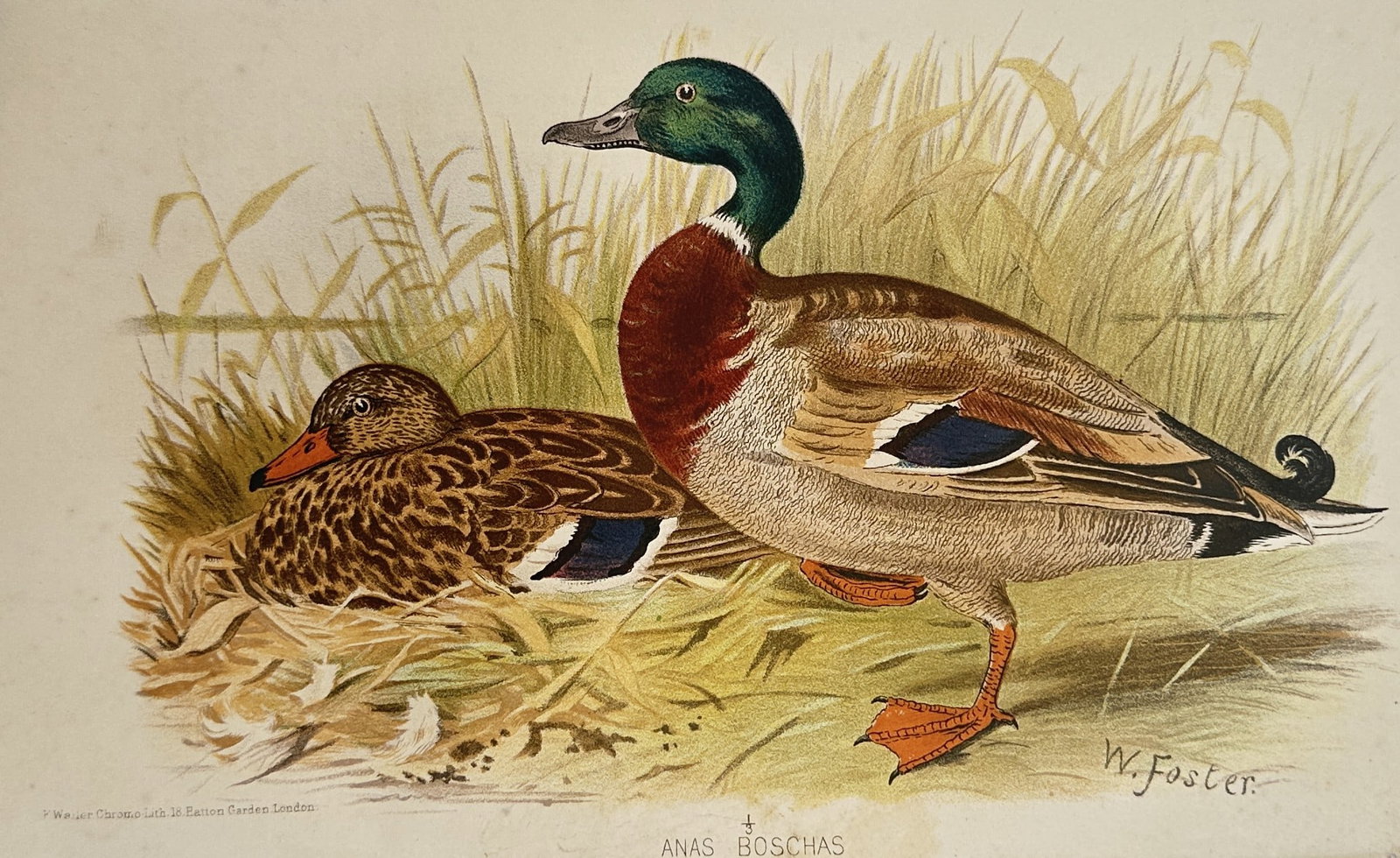 William Foster – Ornithological Studies of the Mallard Duck – United Kingdom –: "The Game Birds of India, Burmah, and Ceylon" presents an individual ornithological plate displaying the distinct sexual dimorphism of the mallard duck species, scientifically identified as Anas bosch
