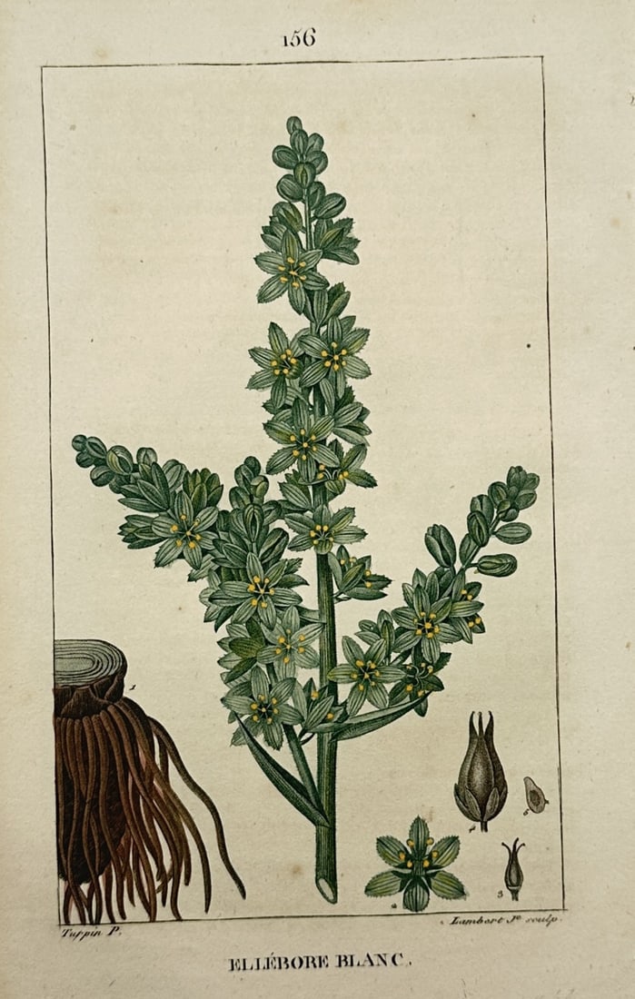 Pierre Jean François Turpin (1775–1840) – Botanical Study of White Hellebore – France (1 of 2)