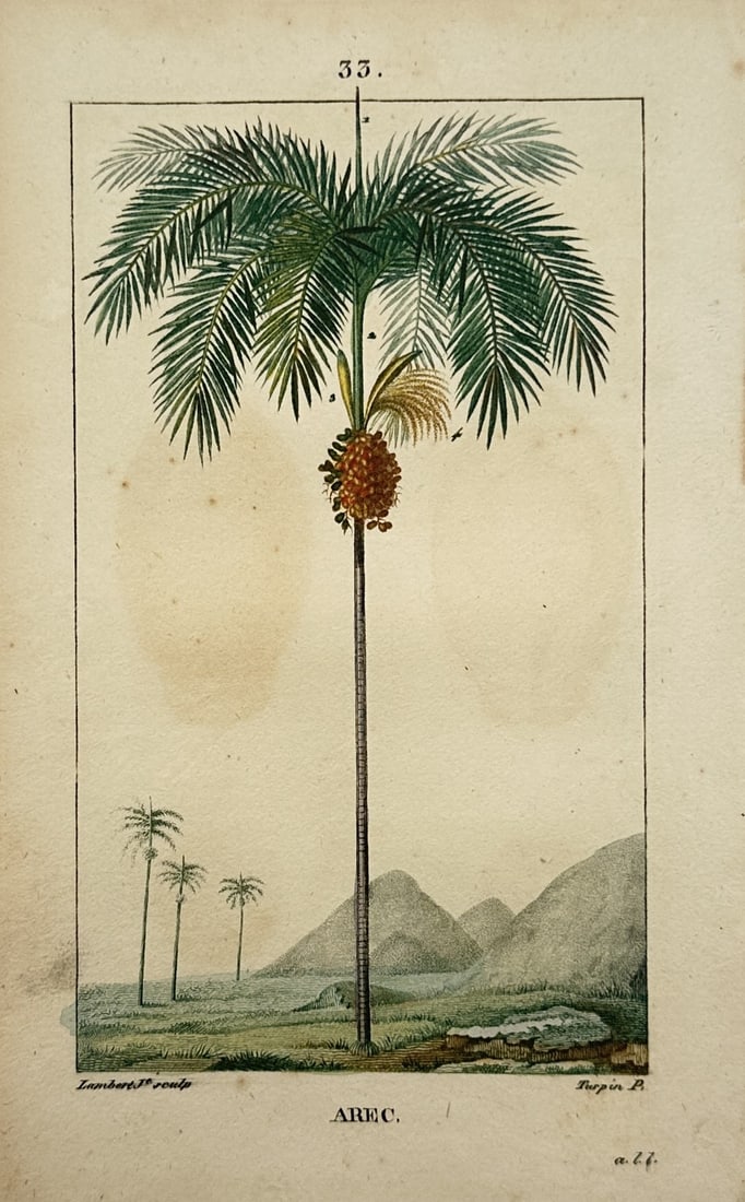 Pierre Jean François Turpin (1775–1840) – Botanical Study of an Areca Palm Tree – France (1 of 2)