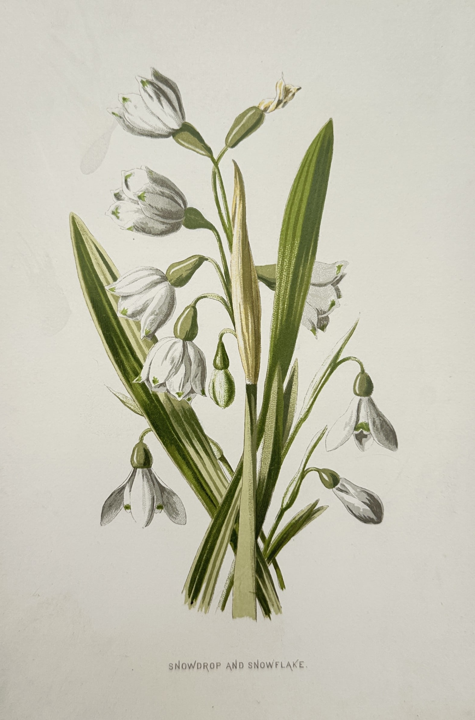 Frederick Edward Hulme – Botanical Study of Snowdrop and Snowflake – United Kingdom (1 of 2)
