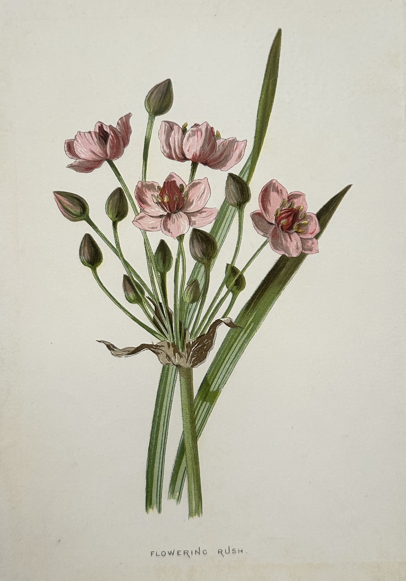 Frederick Edward Hulme – Botanical Study of Flowering Rush – United Kingdom – Chromolithograph: "Familiar Wild Flowers" presents an individual botanical plate displaying the structural morphology of a flowering rush plant specimen. The composition features an upright central stem rendered vertic