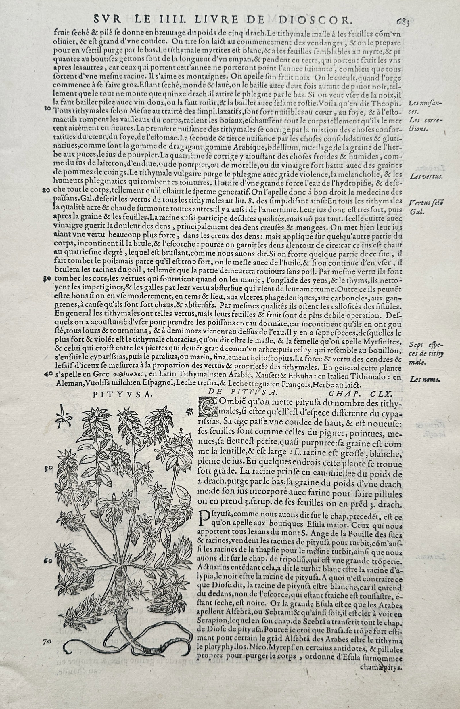 Pietro Andrea Mattioli – Botanical Study of Pityusa Spurge – Italy – Woodcut (c. 1565): "Sur le IIII. Livre de Dioscoride" presents a botanical treatise text page featuring an embedded woodcut illustration of a pityusa spurge plant specimen. The composition displays an upright, slender c