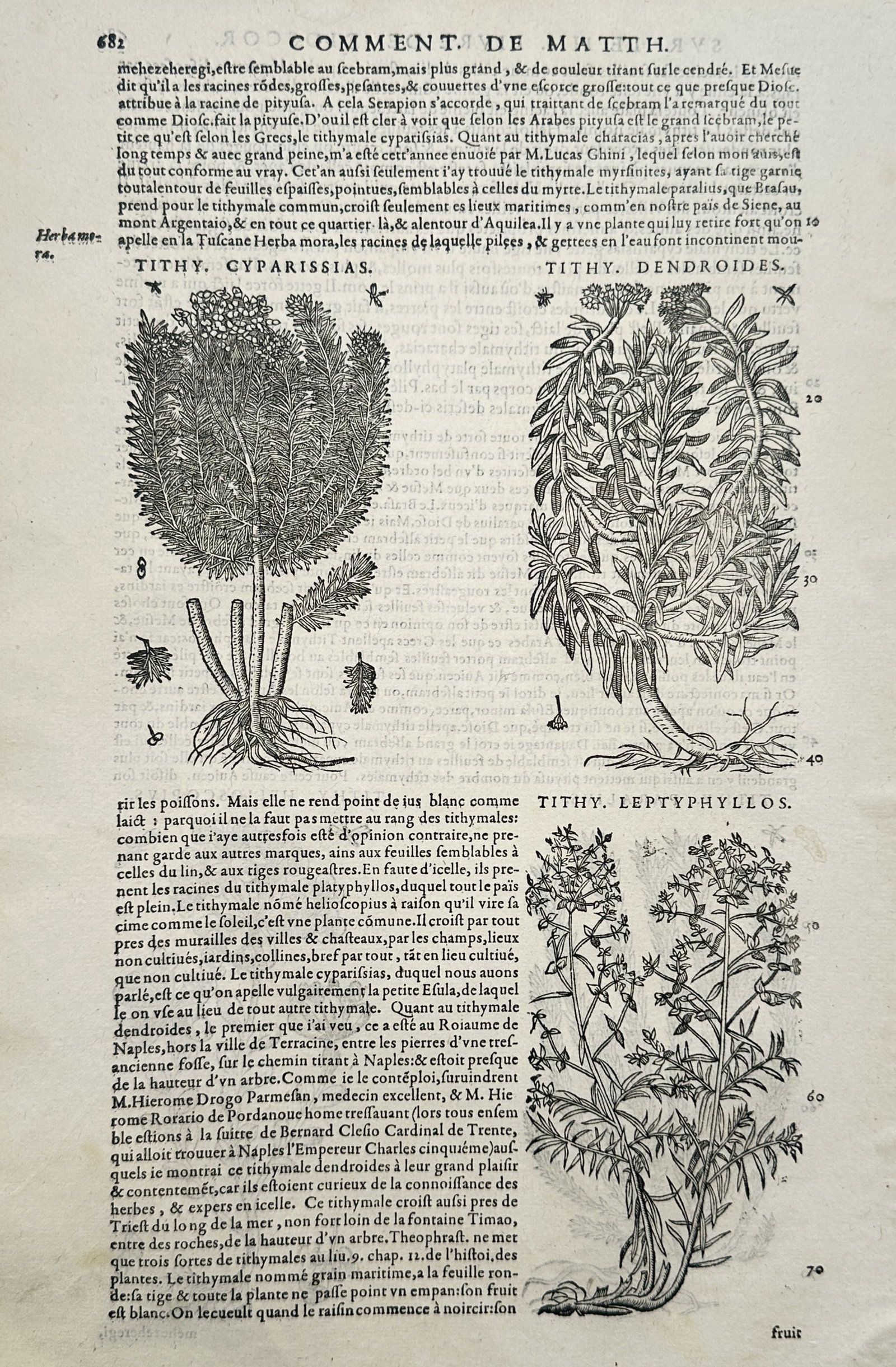 Pietro Andrea Mattioli – Botanical Study of Three Spurge Varieties – Italy – Woodcut (c. 1565) (1 of 2)