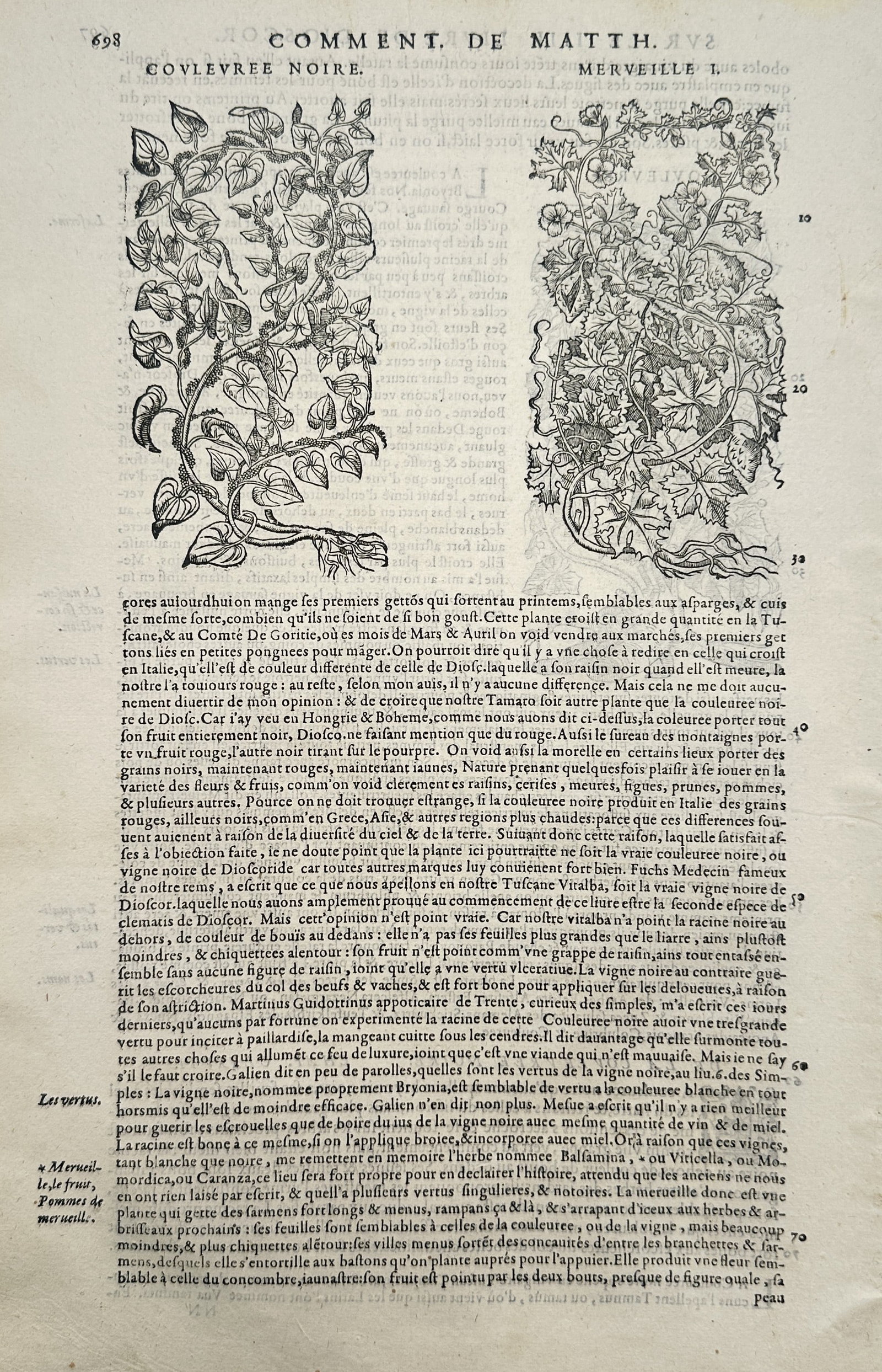 Pietro Andrea Mattioli – Botanical Study of Black Bryony and Balsam Apple – Italy – Woodcut (1 of 2)