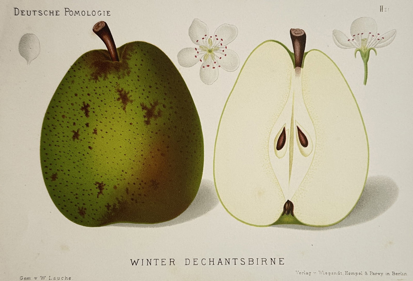 Wilhelm Lauche – Pomological Study of the Winter Dechantsbirne Pear – Germany: "Deutsche Pomologie" presents an individual botanical plate displaying the physical characteristics and structural morphology of the winter dechantsbirne pear variety, a cultivar widely known under th