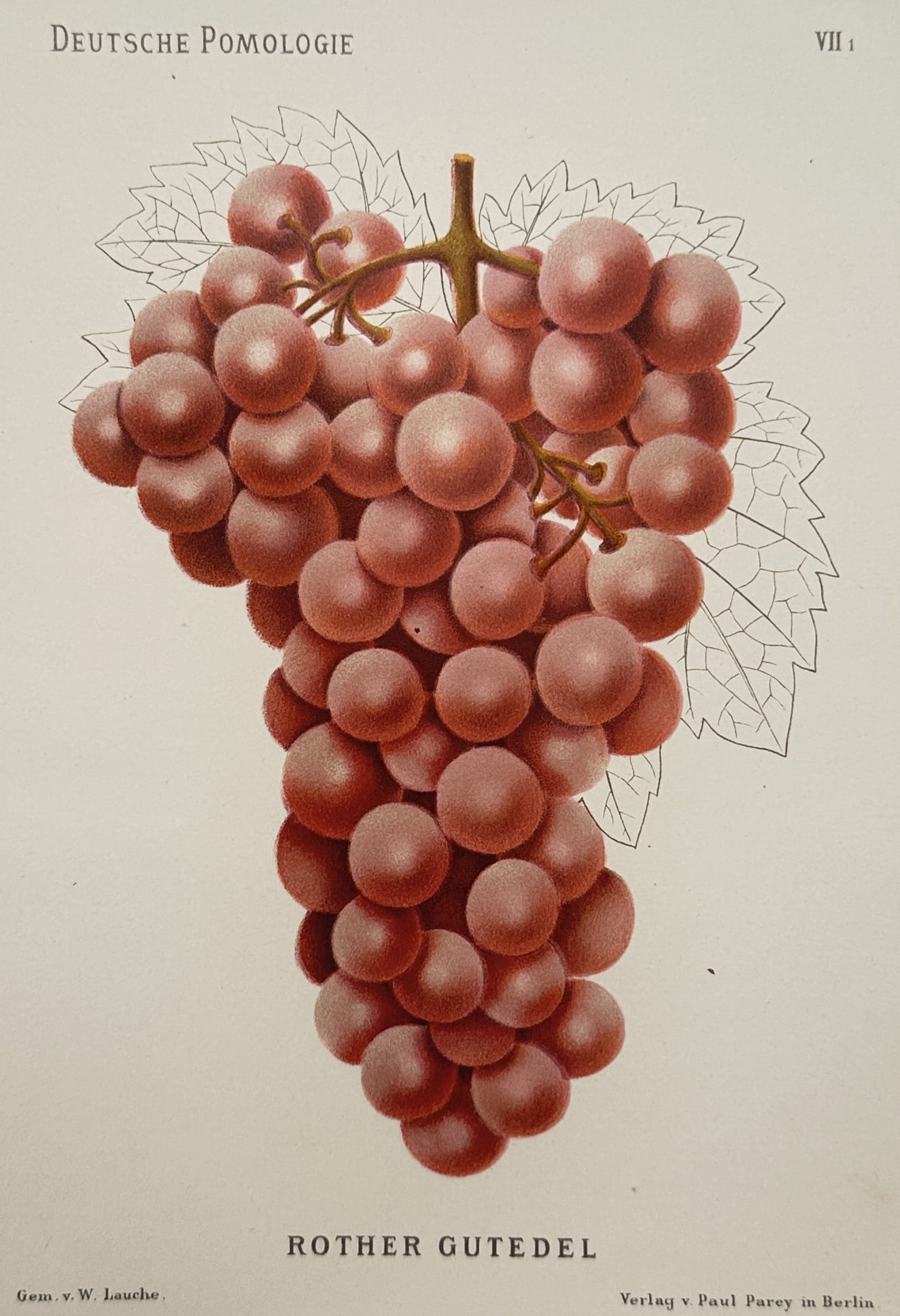 Wilhelm Lauche – Pomological Study of the Rother Gutedel Grape – Germany – Chromolithograph: "Deutsche Pomologie" presents an individual botanical plate displaying the structural profile and characteristics of the rother gutedel grape variety, a historic cultivar widely known internationally 