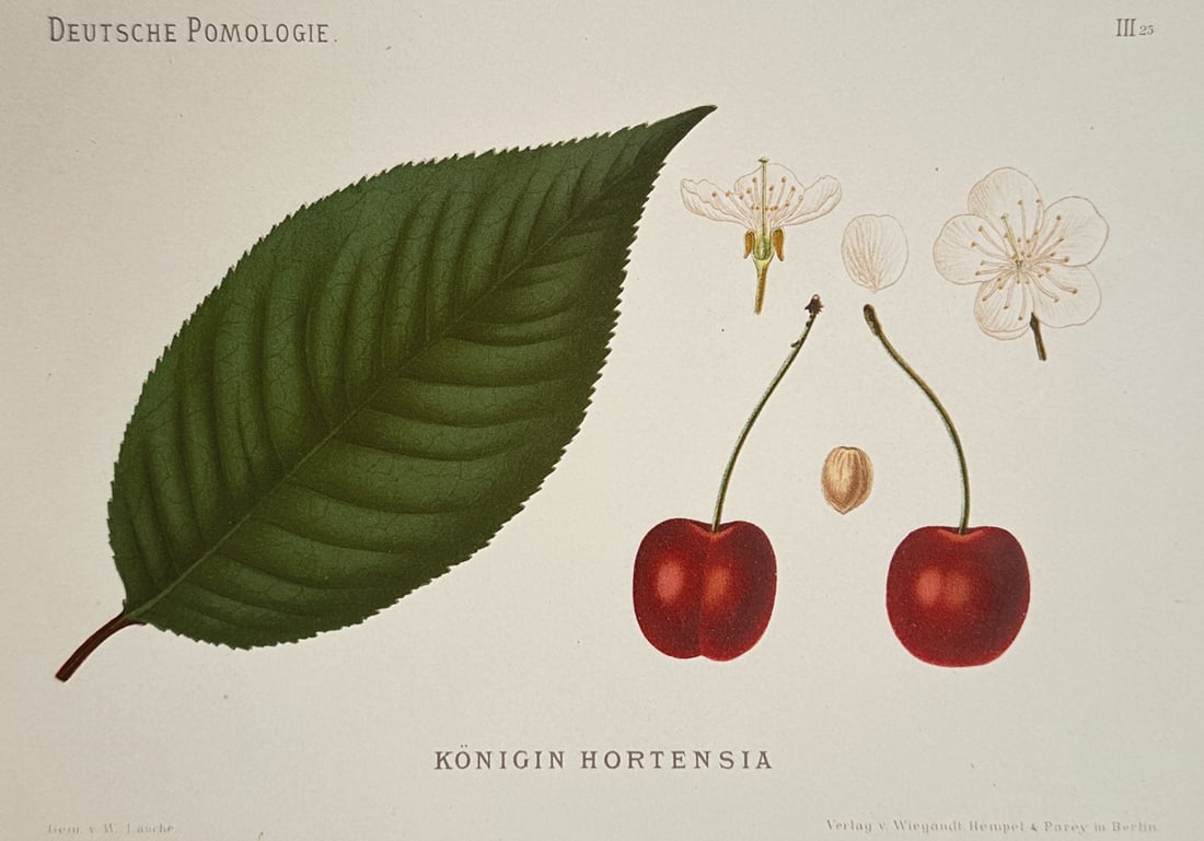 Wilhelm Lauche – Pomological Study of the Königin Hortensia Cherry – Germany –: "Deutsche Pomologie" presents an individual botanical plate displaying the physical characteristics and structural morphology of the königin hortensia cherry variety, a notable hybrid cultivar histor