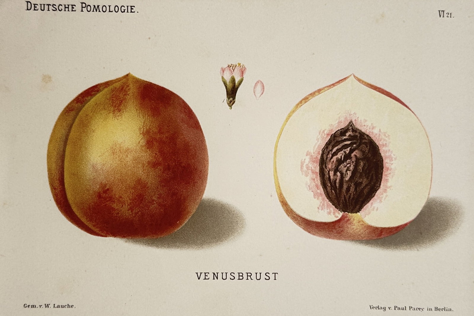 Wilhelm Lauche – Pomological Study of the Venusbrust Peach – Germany – Chromolithograph (1882) (1 of 2)