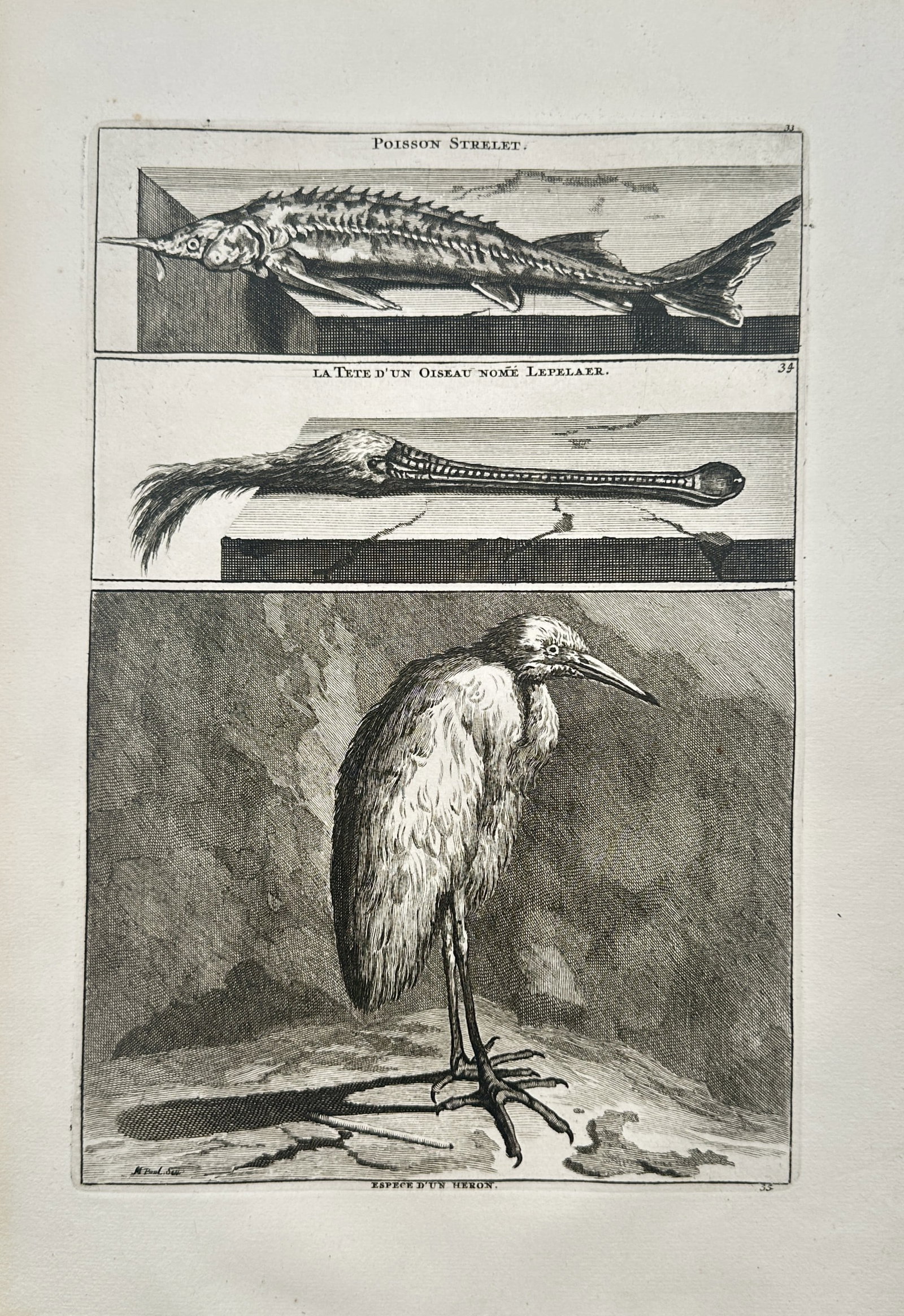 Cornelis de Bruijn – Zoological Studies of a Sterlet Sturgeon, Spoonbill Head, and Heron (1 of 2)