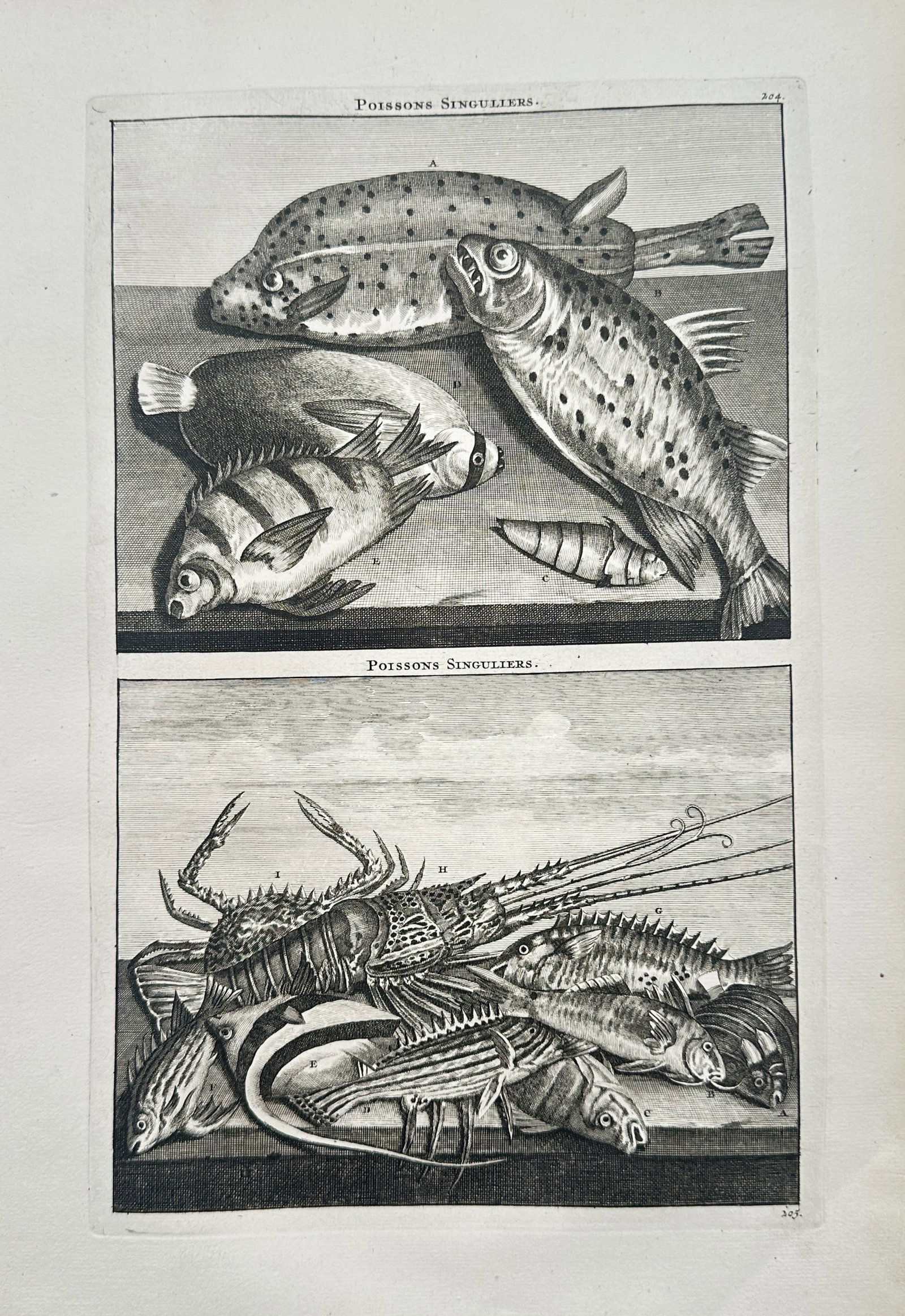 Cornelis de Bruijn – Ichthyological Studies of Exotic Marine Fishes and a Spiny Lobster (1 of 2)