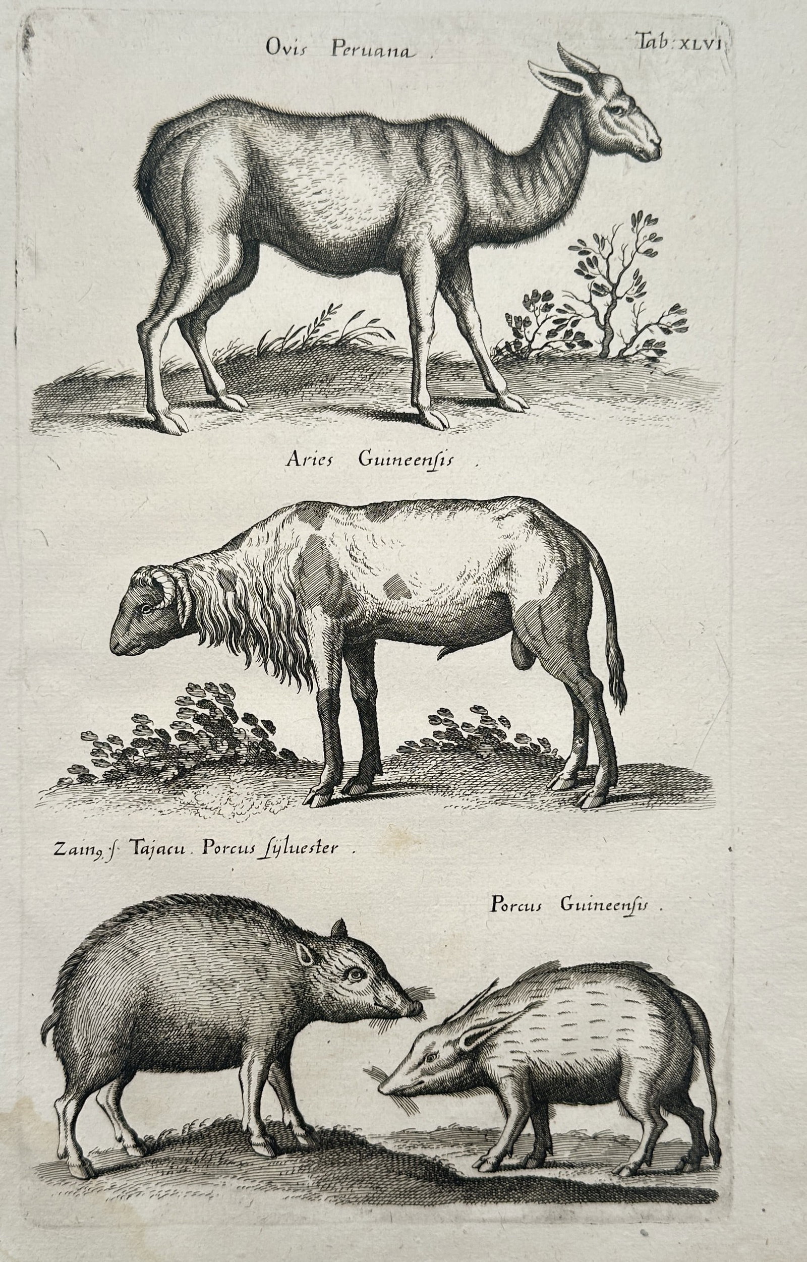John Jonston – Zoological Studies of a Llama, Guinea Ram, and Wild Swine Varieties (1 of 2)
