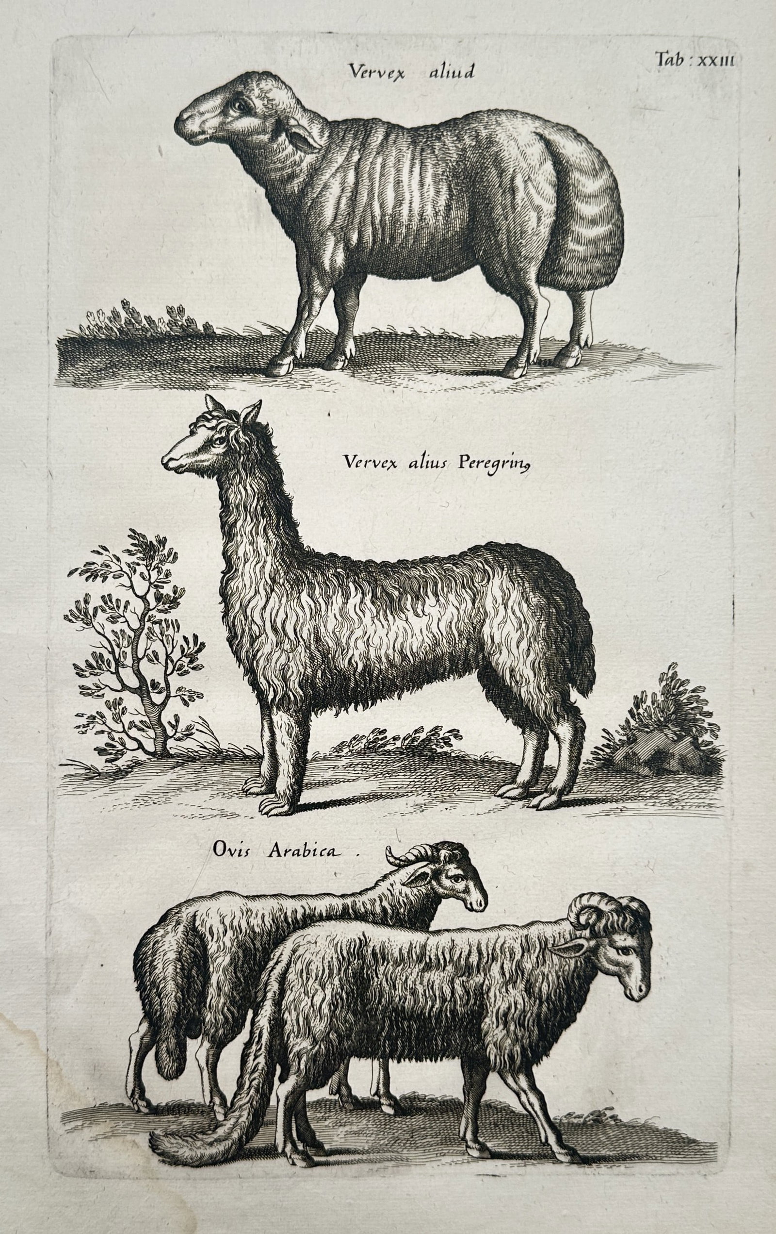 John Jonston – Zoological Studies of Exotic Sheep Varieties and an Alpaca – Copper Engraving (1 of 2)