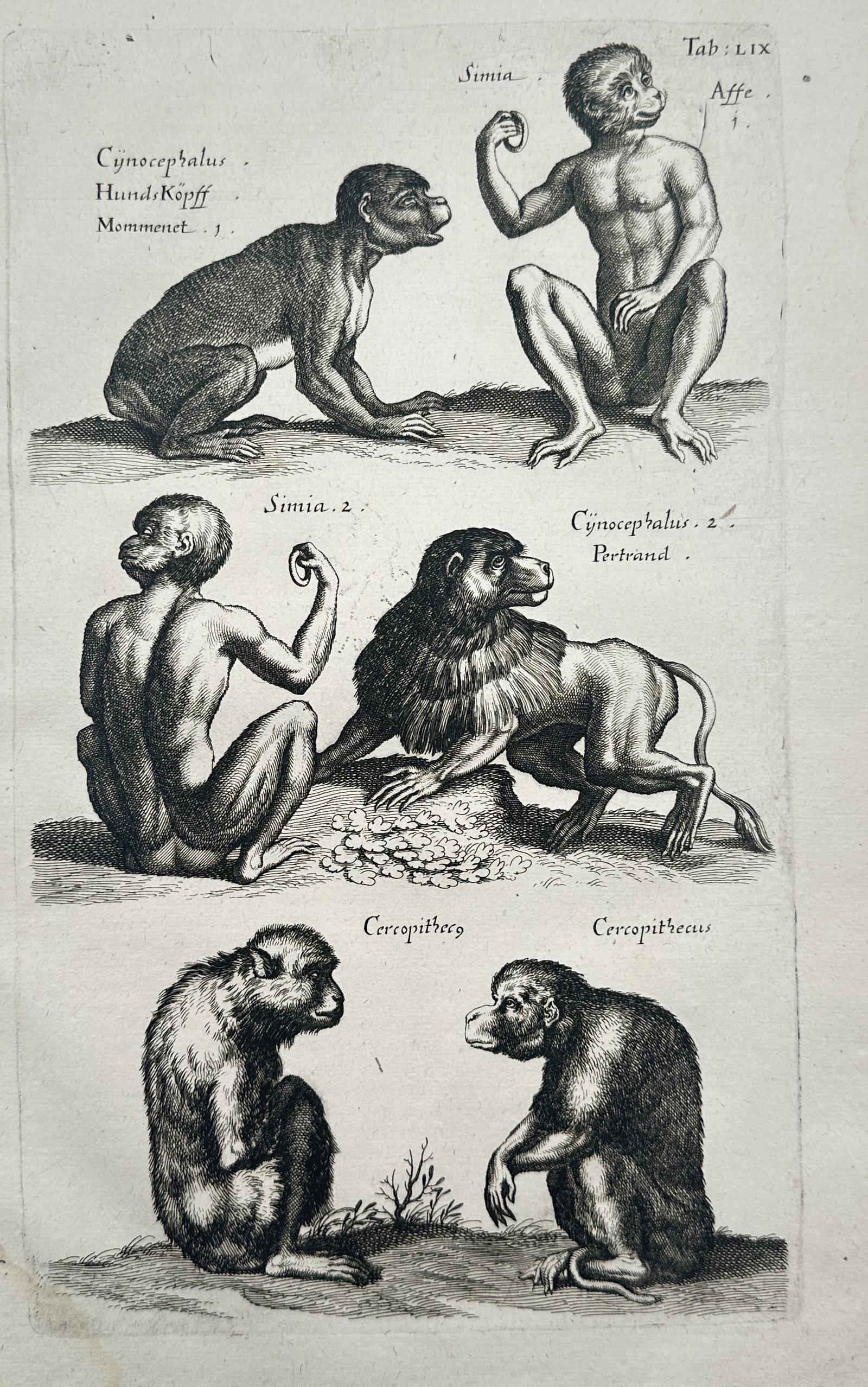 John Jonston – Zoological Studies of Primates, Baboons, and Guenons – Copper Engraving (1650) (1 of 2)