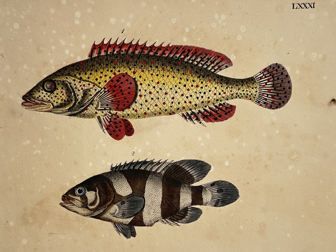 Friedrich Justin Bertuch – Studies of Exotic Fish – Hand-coloured copper engraving (c.: "Fische" This hand-coloured copper engraving presents a natural history study of two distinct fish species, characterized by detailed scales and vibrant pigmentation. The work originates from the Bild