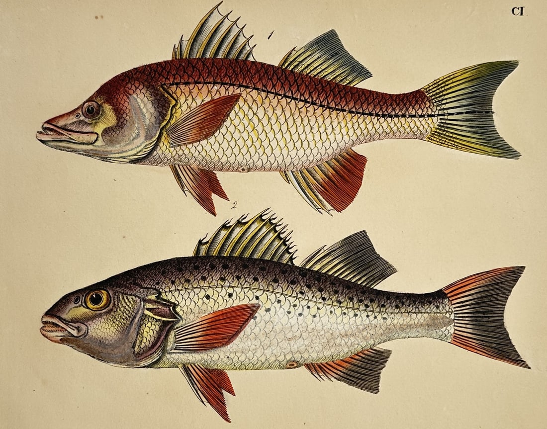 Friedrich Justin Bertuch – Studies of Marine Fish – Hand-coloured copper engraving (c. (1 of 1)
