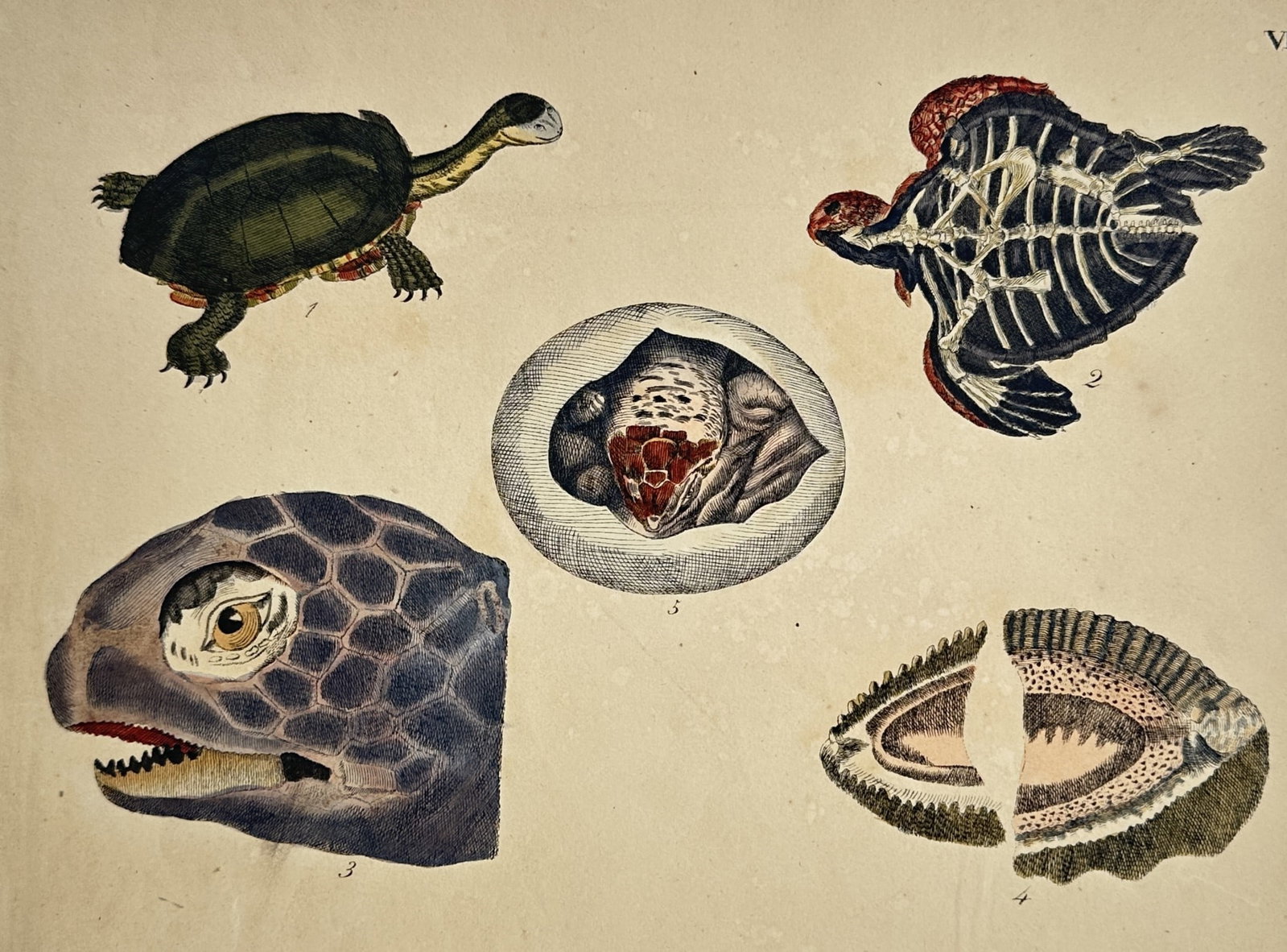 Friedrich Justin Bertuch – Anatomical and Zoology Studies of Turtles (1 of 2)