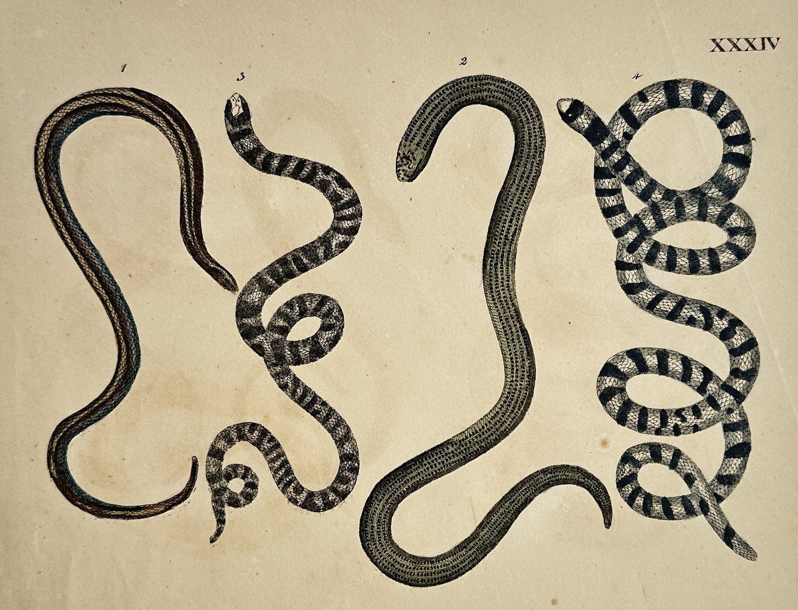 Friedrich Justin Bertuch – Studies of Various Snake Species – Hand-coloured copper engraving (1 of 2)