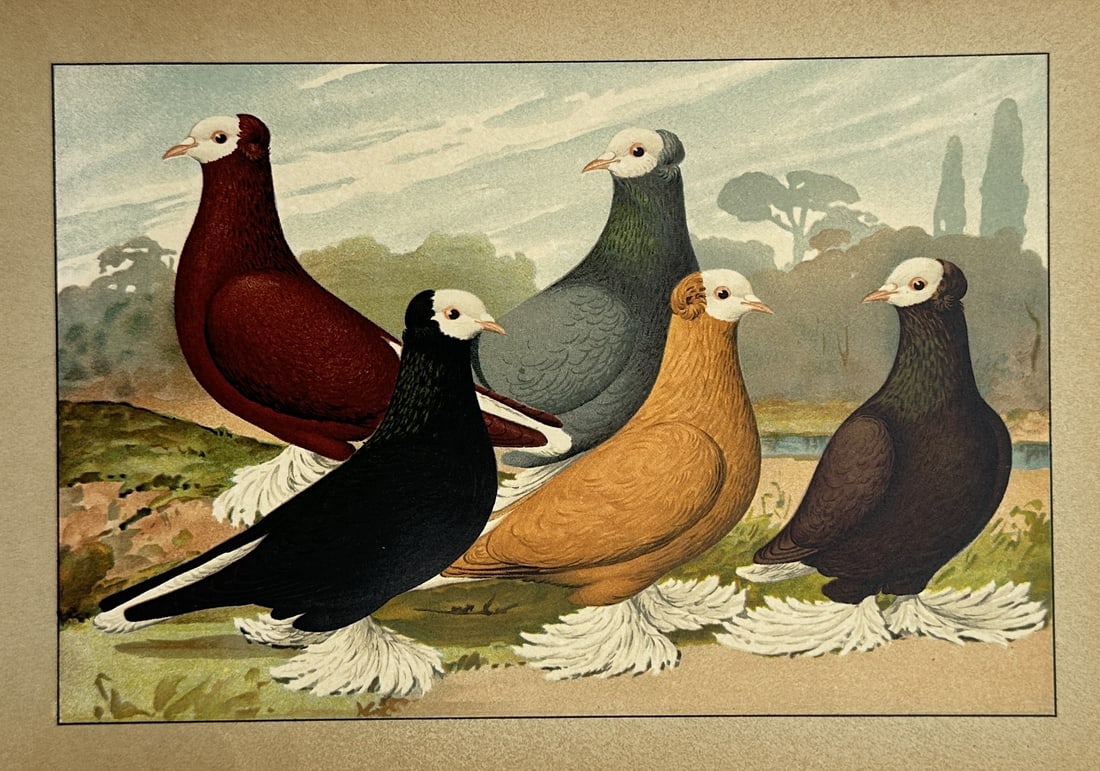 Emil Schachtzabel – Studies of Fancy Pigeon Breeds – Chromolithograph (c. 1906): "Taubenrassen" This chromolithograph showcases a group of distinctive fancy pigeon breeds, notable for their diverse plumage coloration and prominent foot feathering, arranged against a scenic landsca