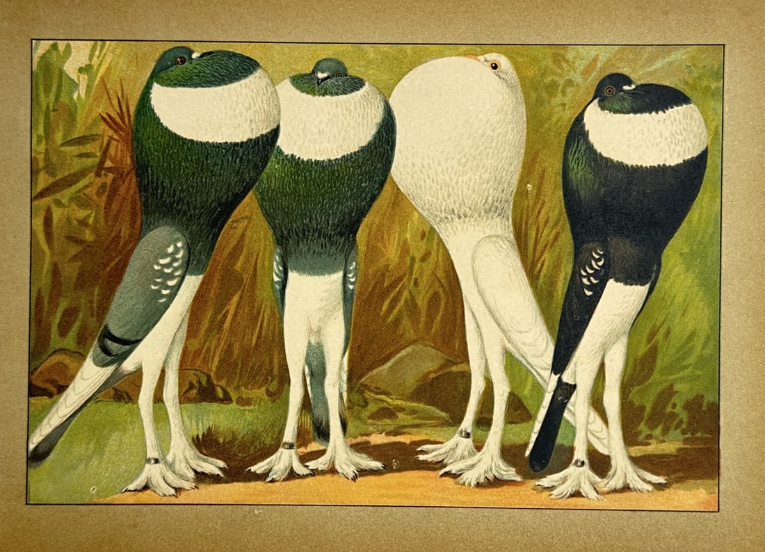 Emil Schachtzabel – Studies of Pouter Pigeon Breeds – Chromolithograph (c. 1906) (1 of 2)