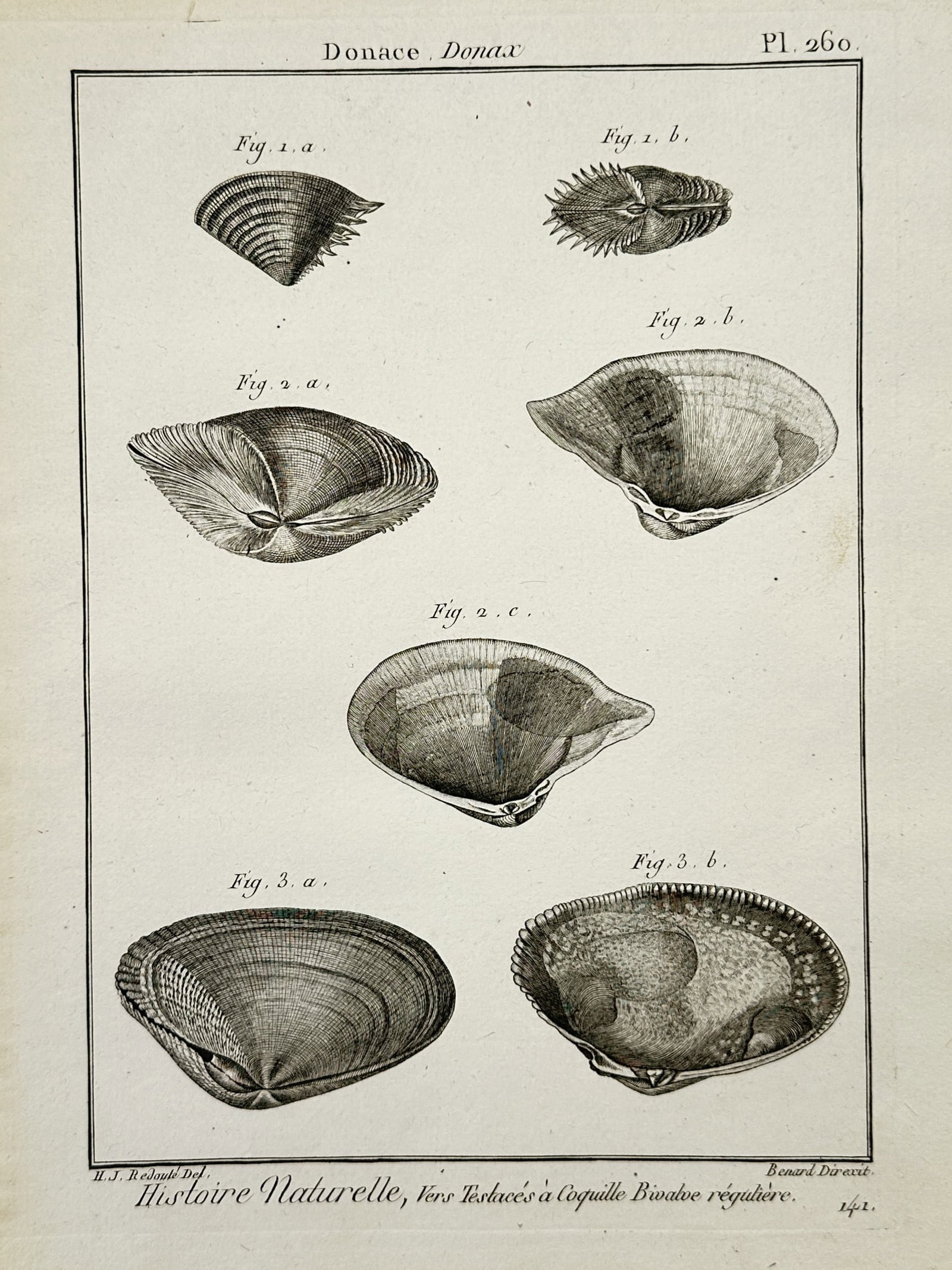 Robert Bénard – Conchology Studies of Donax Bivalve Shells – Engraving (c. 1780–1790): "Donace. Donax" This engraving displays a scientific malacological study showing several views of bivalve shells from the genus Donax, capturing both the external ridges and internal structures of the