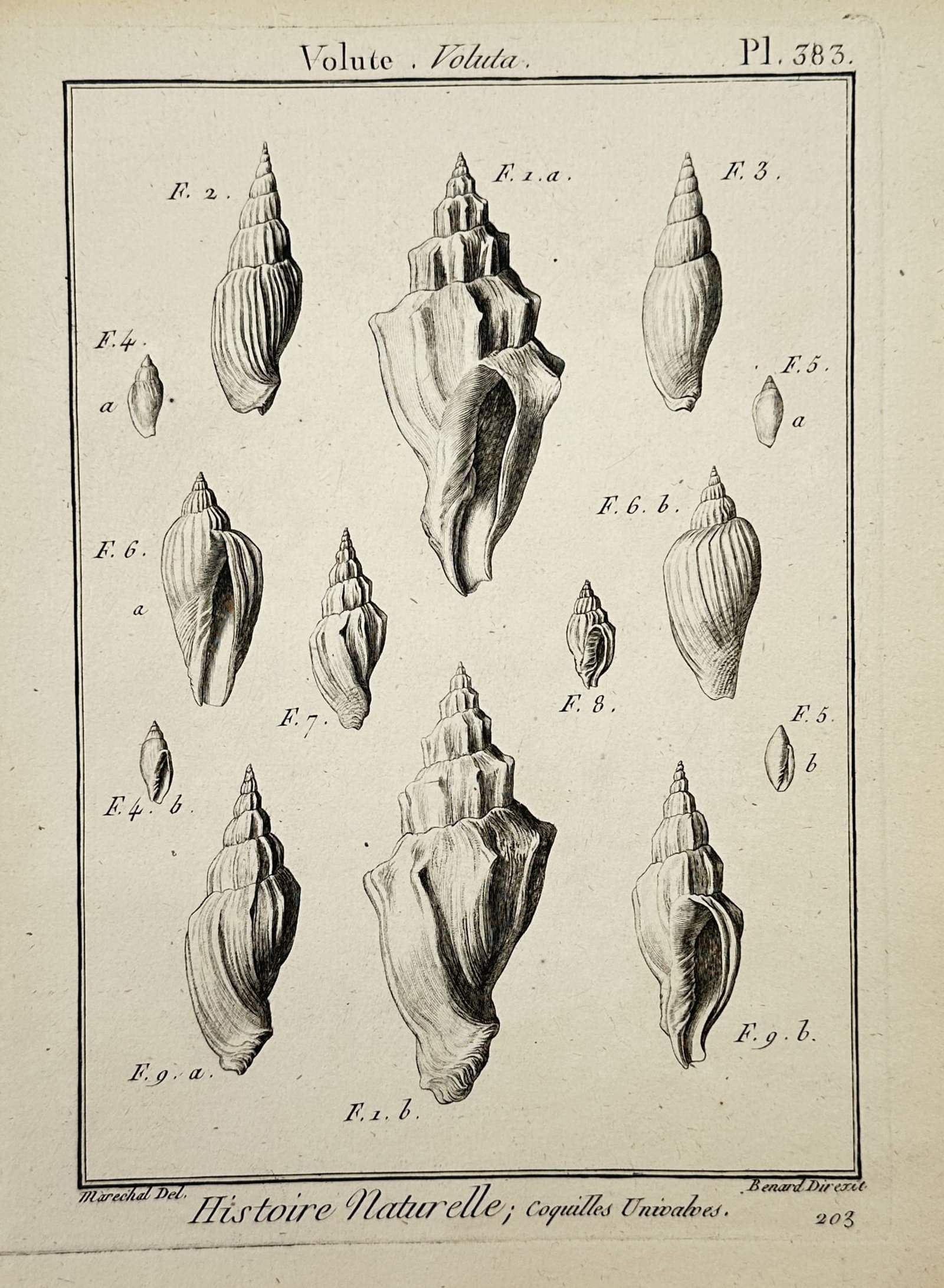 Robert Bénard – Conchology Studies of Voluta Univalve Shells – Engraving (c. 1780–1790): "Volute. Voluta" This engraving presents a natural history study detailing various types of univalve sea shells from the genus Voluta, illustrating their spiral structures, apertures, and intricate ou