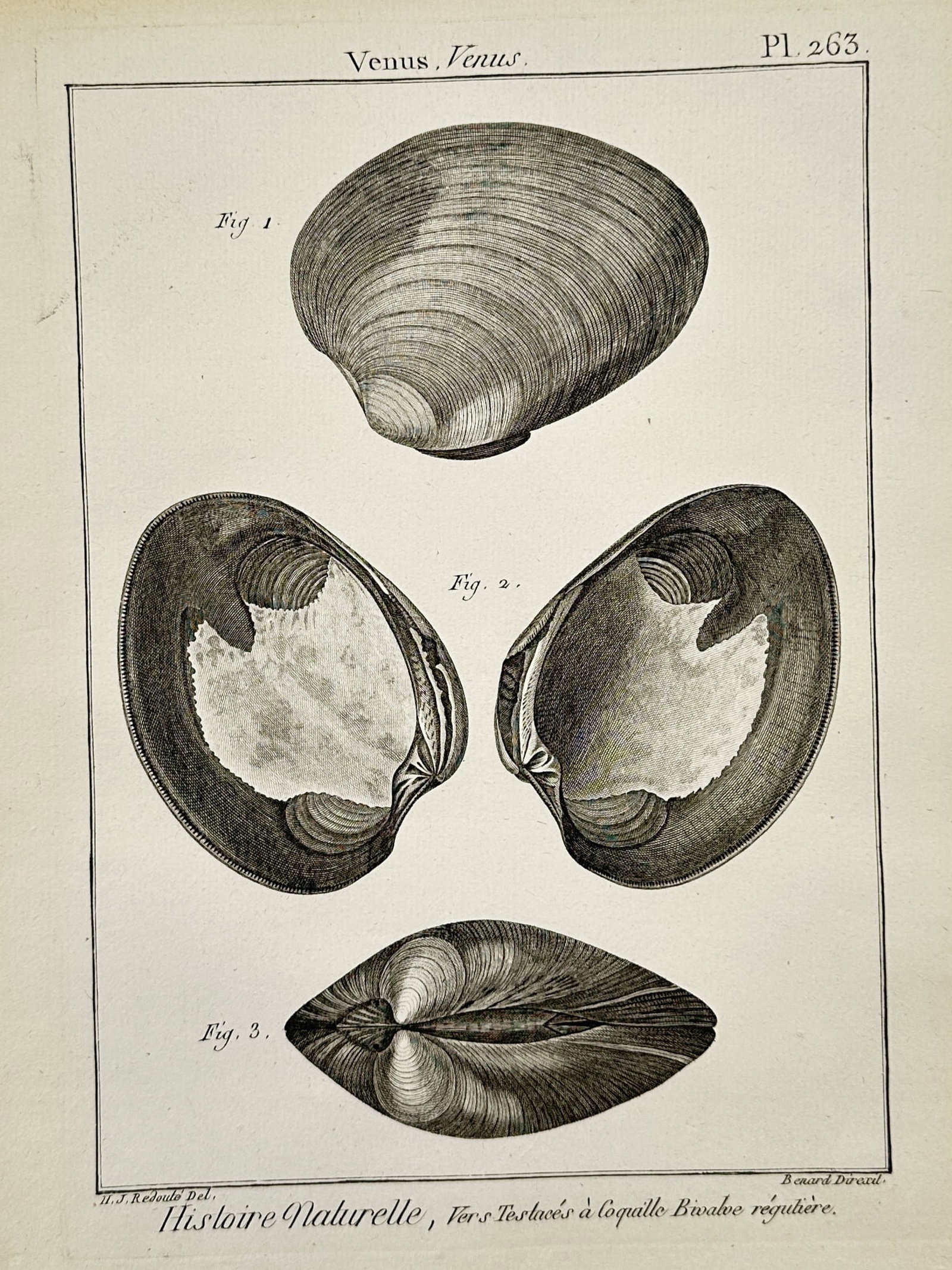 Robert Bénard – Conchology Studies of Venus Bivalve Shells – Engraving (c. 1780–1790) (1 of 2)