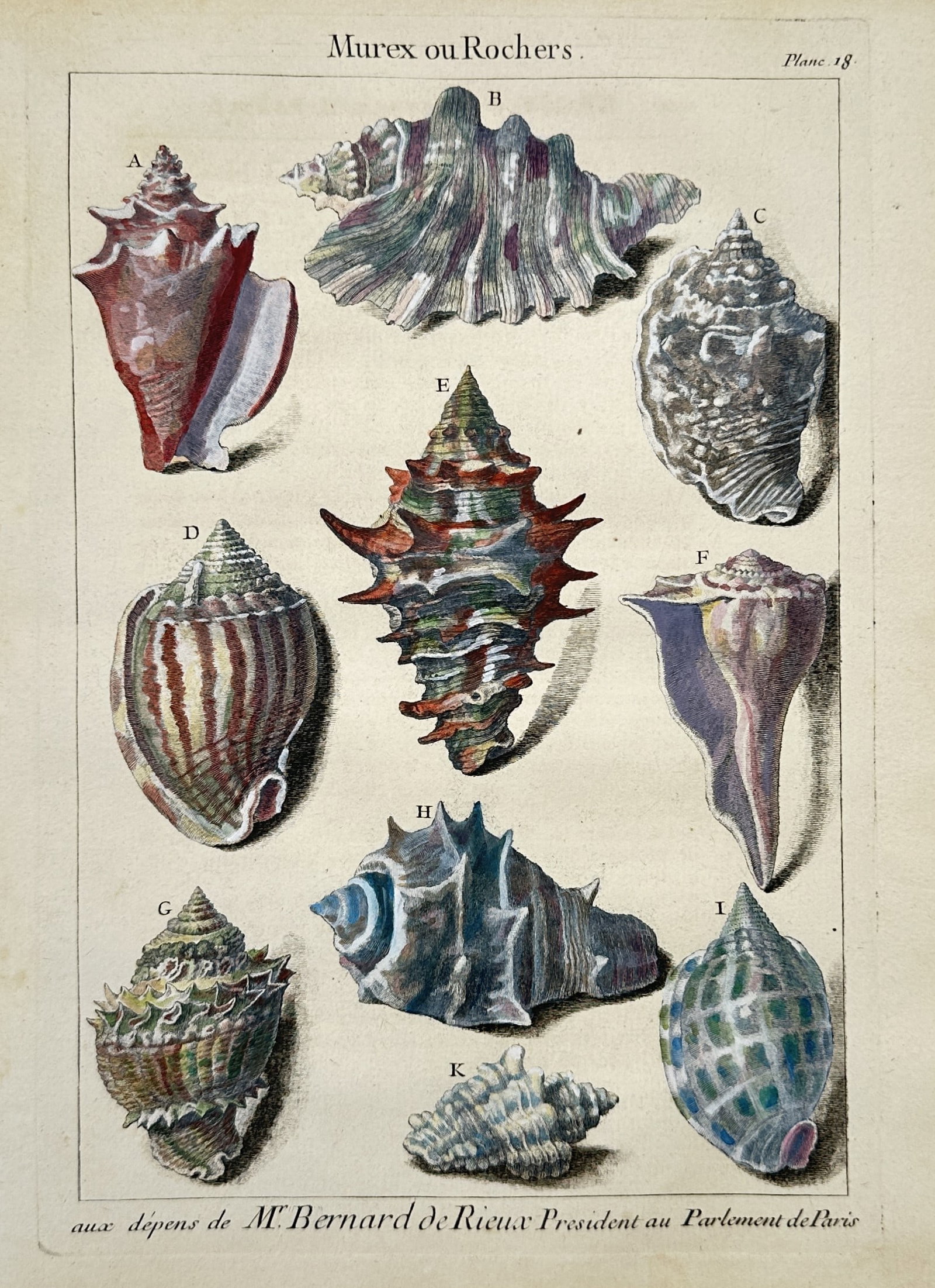Antoine-Joseph Dezallier d'Argenville – Conchology Studies of Murex and Rock Shells (1 of 2)