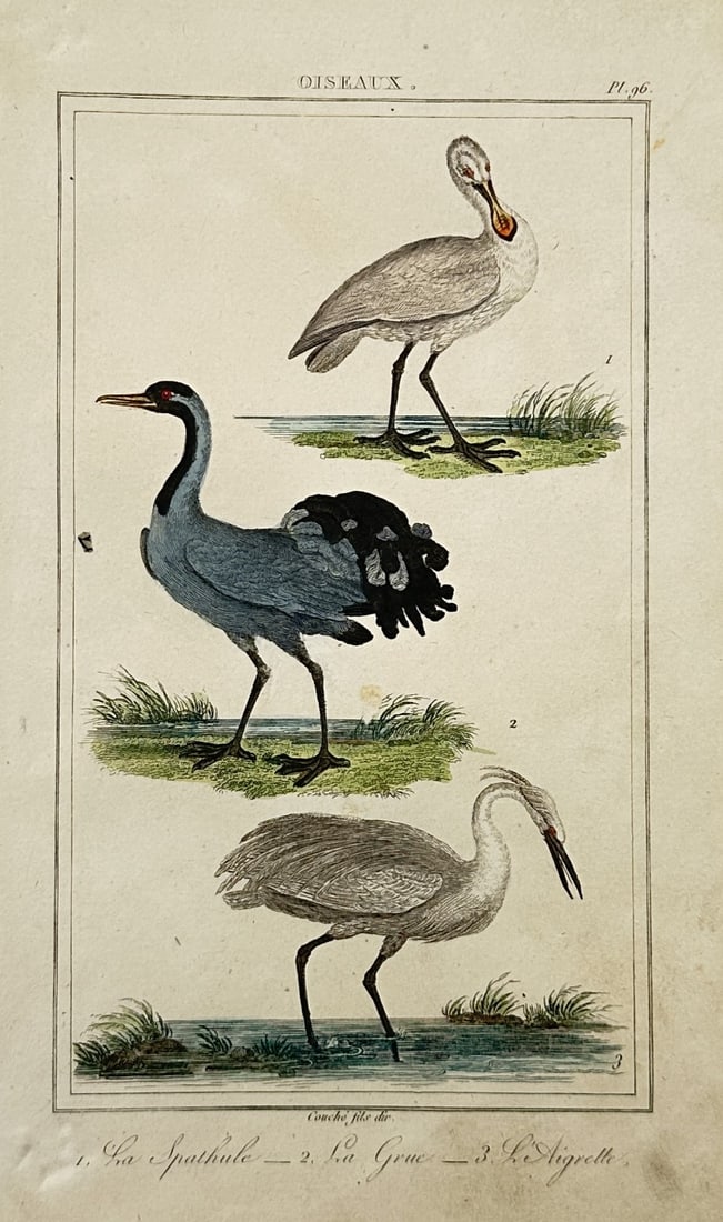 Georges-Louis Leclerc, Comte de Buffon – Studies of Wading Birds – Hand-coloured engraving: "Oiseaux" This hand-coloured engraving presents an ornithological natural history study depicting three wading birds, showing a spoonbill, a crane, and an egret standing near marshy water and tufts of